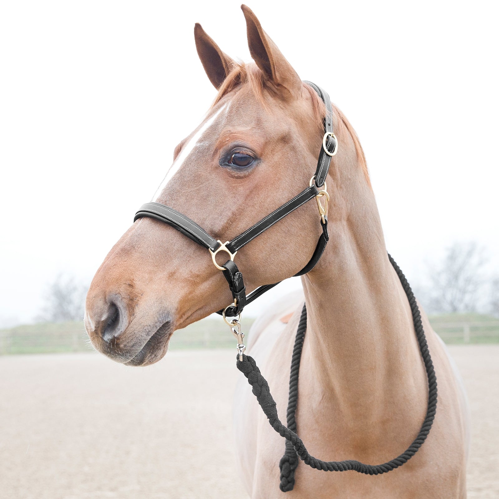 Horze Price-Z Lead Halters & Leads