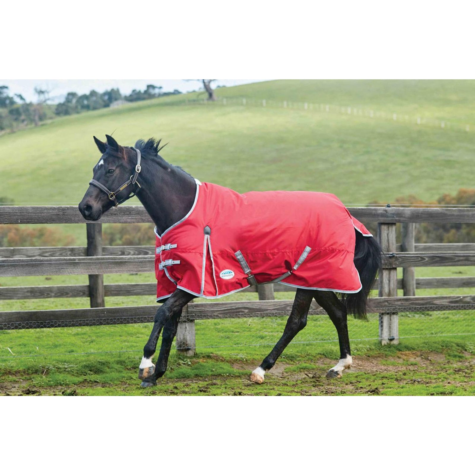 Weatherbeeta WeatherBeeta ComFiTec Classic Deken, Medium 220g Paardendekens
