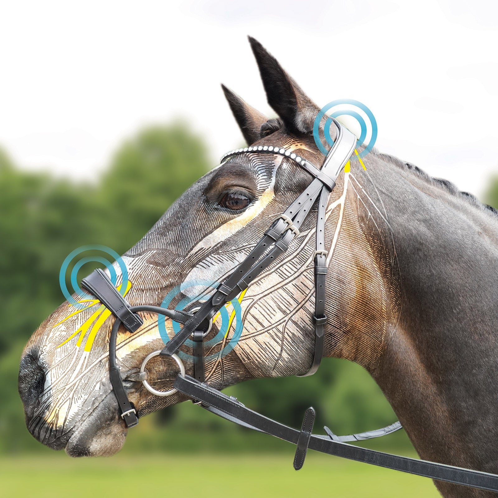 Collegiate ComFiTec Training Bridle Bridles & Reins