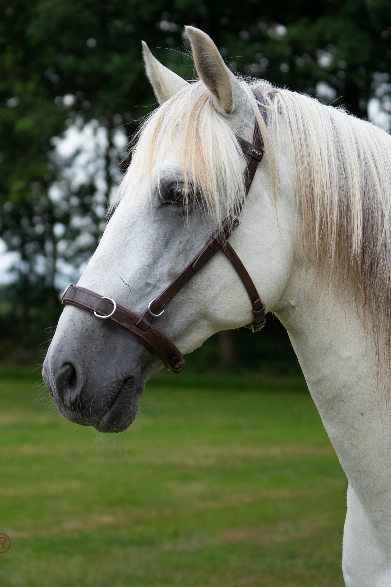 F.R.A. Freedom Riding Articles Baro Cavesson, Leather Horse Training