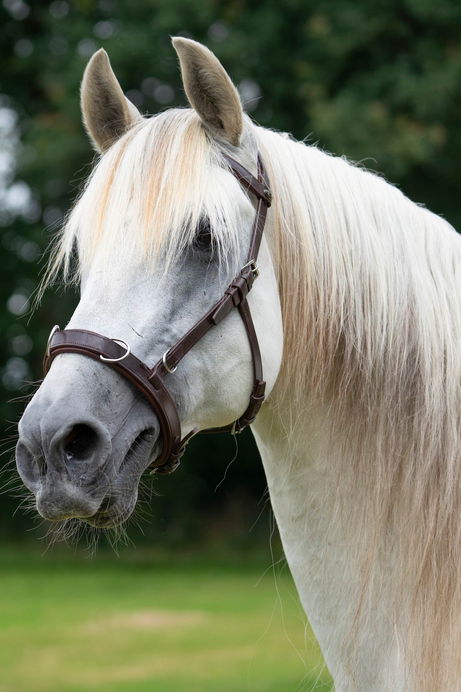 F.R.A. Freedom Riding Articles Baro Cavesson, Leather Horse Training
