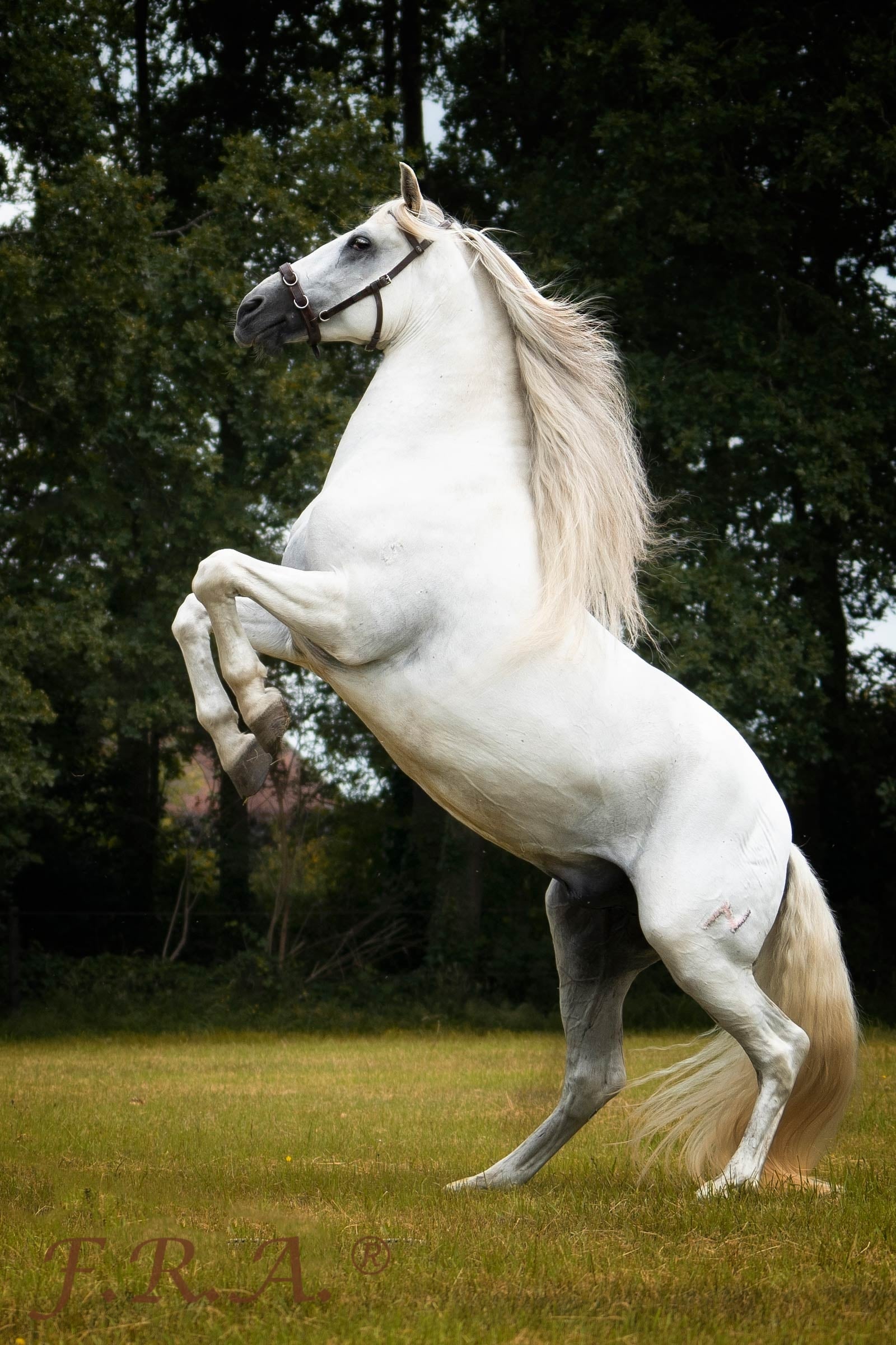 F.R.A. Freedom Riding Articles Baro Cavesson, Leather Horse Training