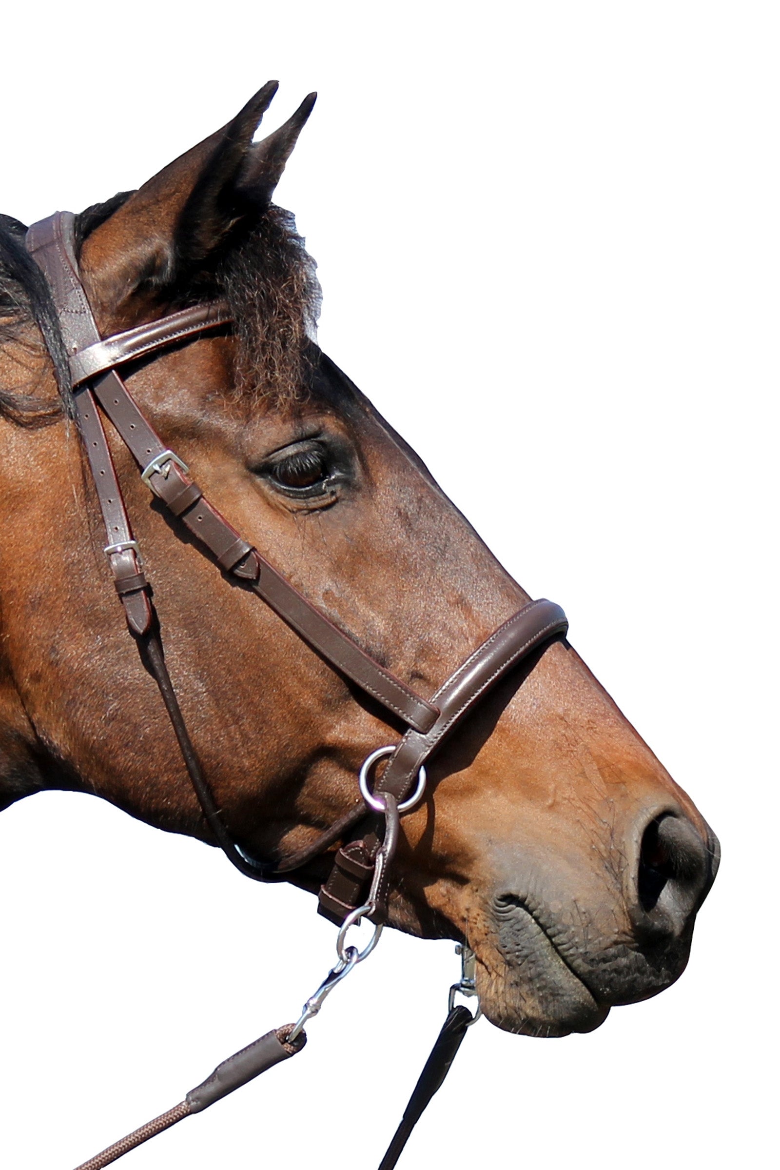 F.R.A. Freedom Riding Articles El Camin Bitloos Hoofdstel (System 5), met zachte teugels Hoofdstellen & Teugels