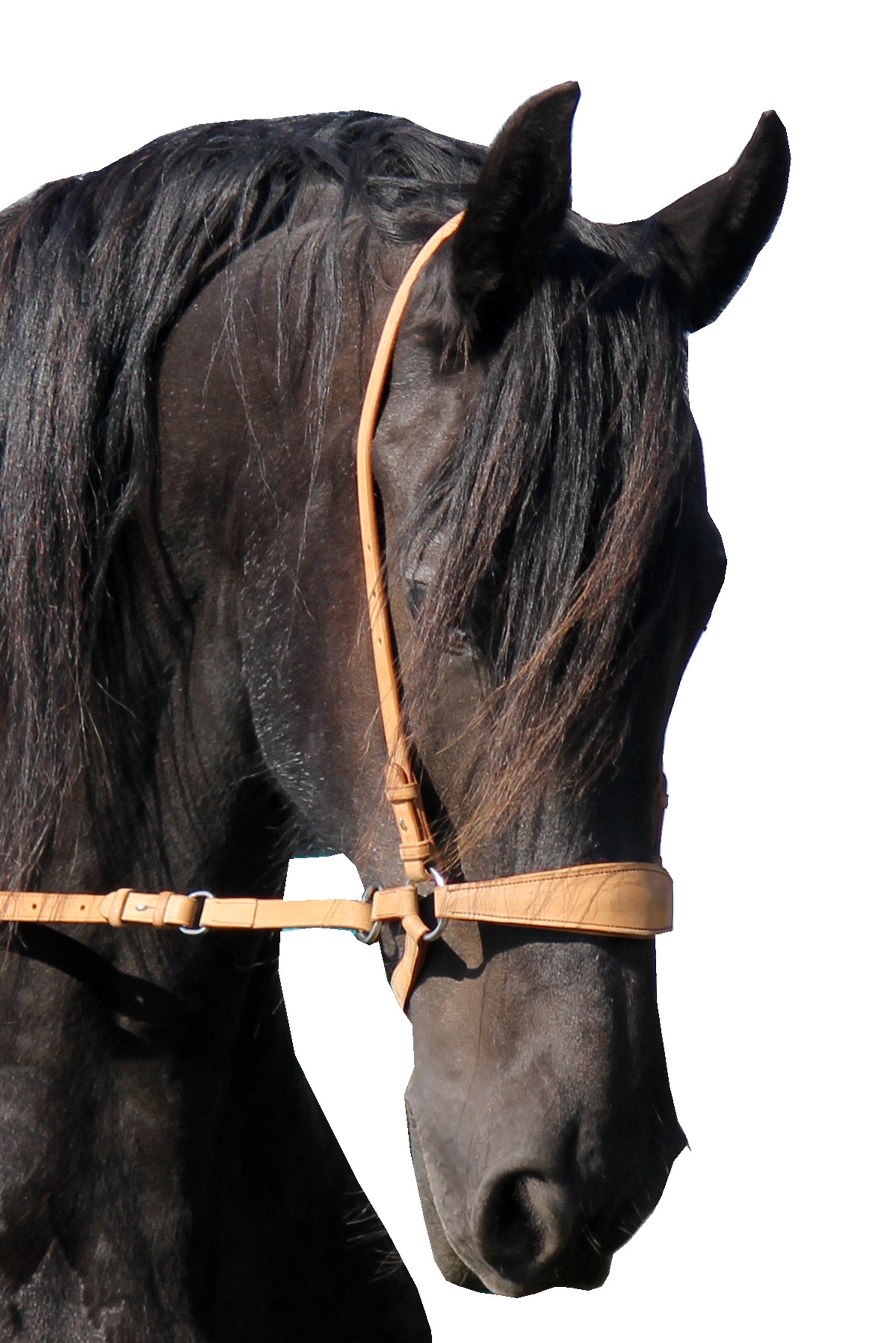 F.R.A. Freedom Riding Articles Lami Bitloos Hoofdstel (System 4), met teugels & studhook connector Hoofdstellen & Teugels