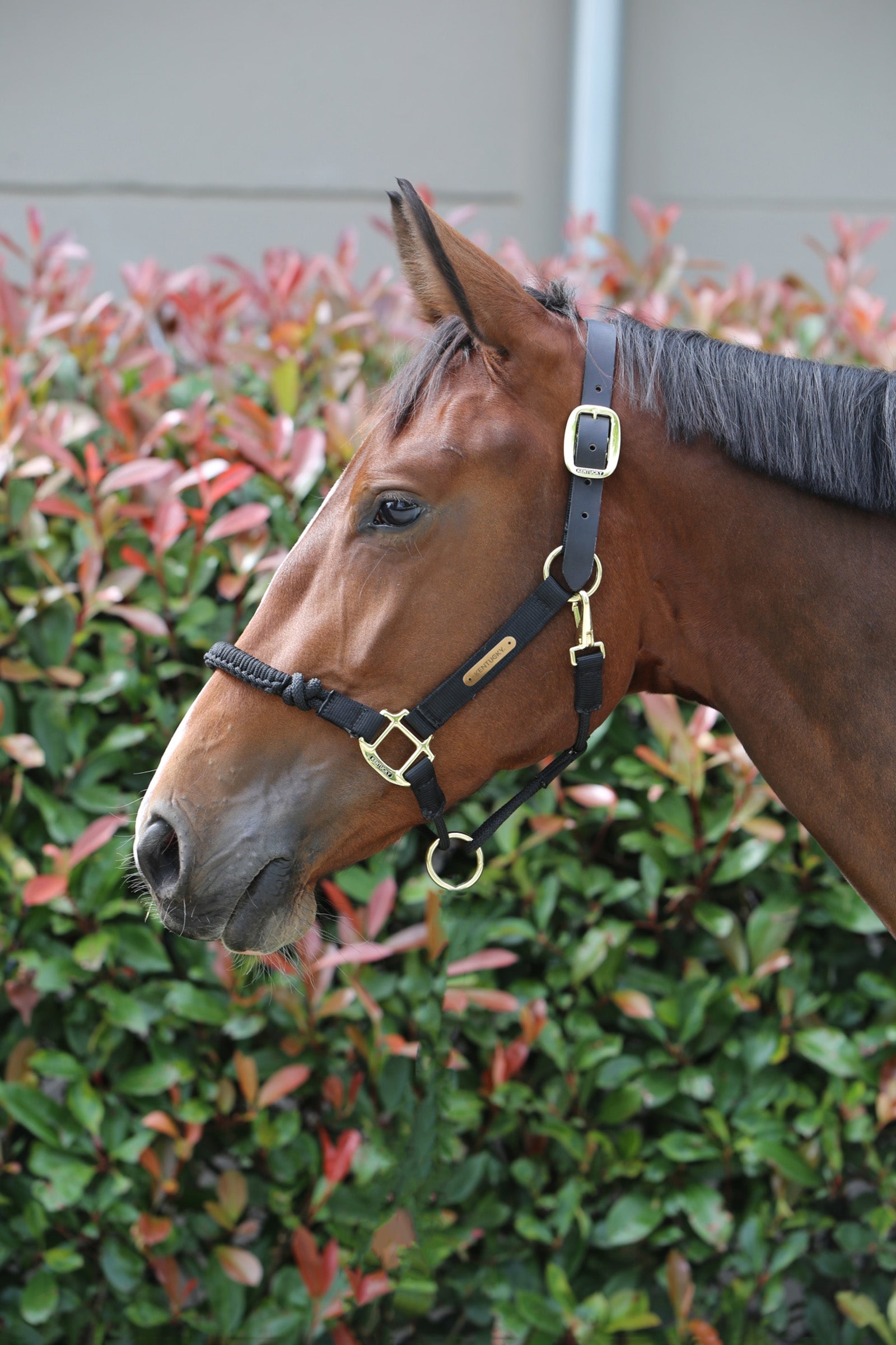 Kentucky Horsewear Control Halster Halsters & Halstertouwen