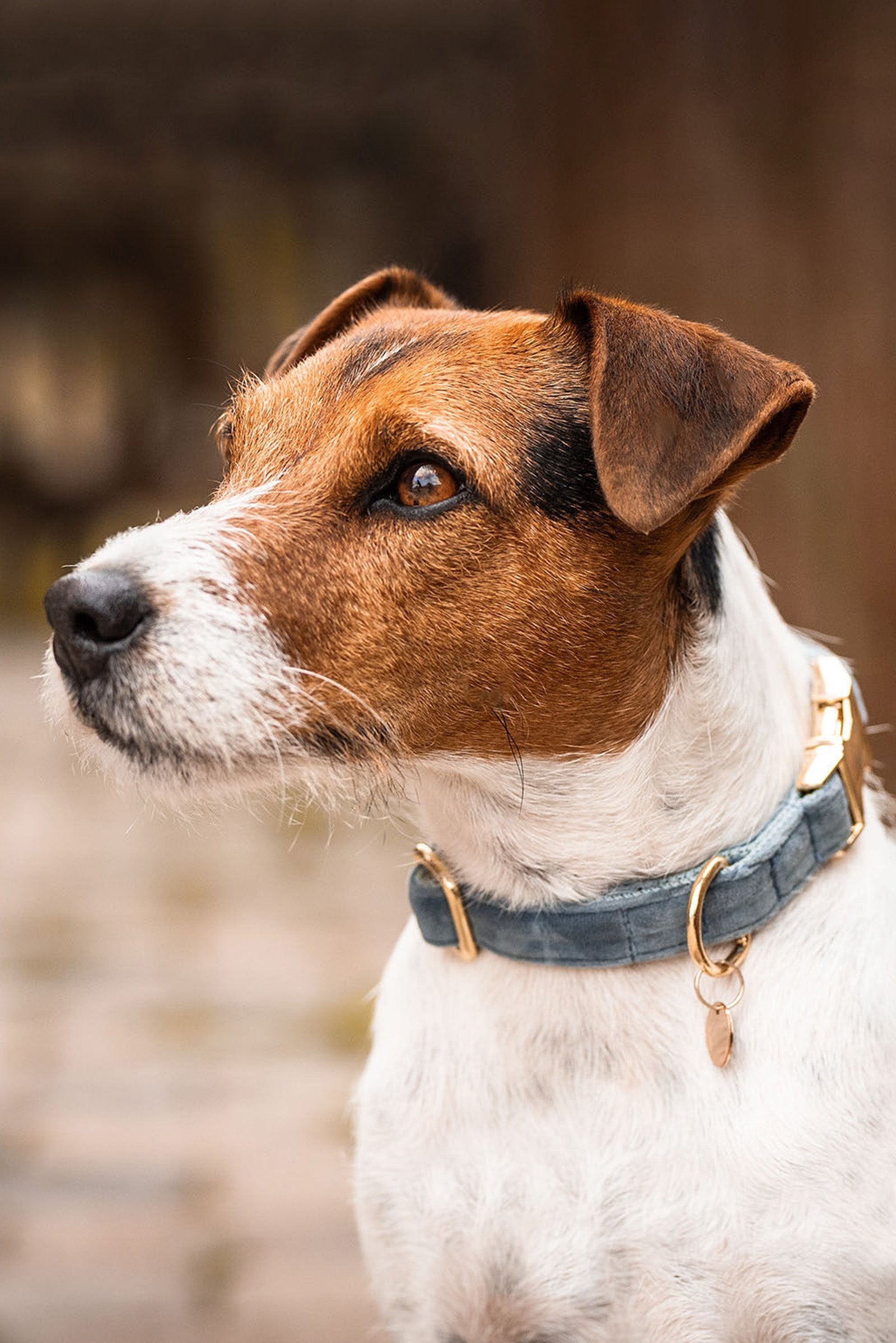 Kentucky Dogwear Dog Collar Velvet Hond