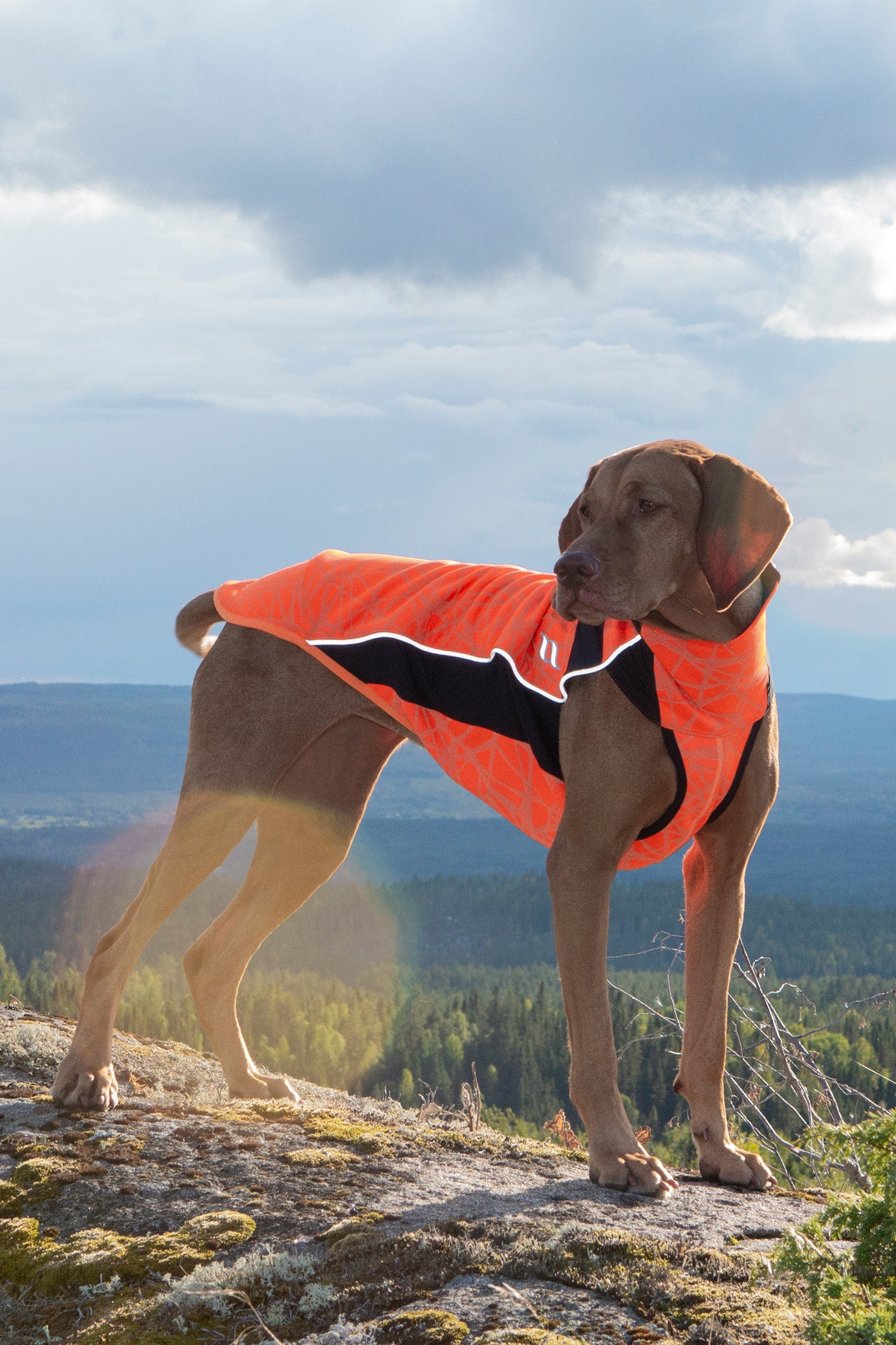 Back on Track Eddie Jumper Hoge Zichtbaarheid, 60-70 cm Hond