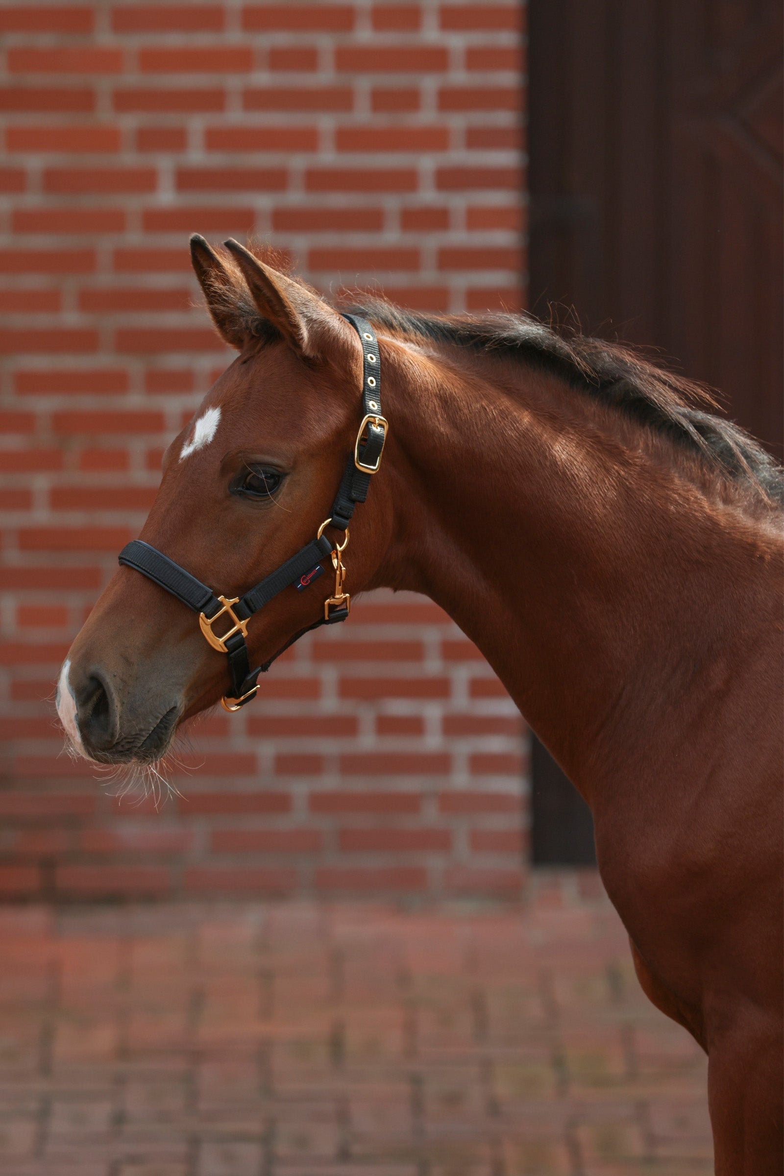 Covalliero TopLine veulenhalster Halsters & Halstertouwen