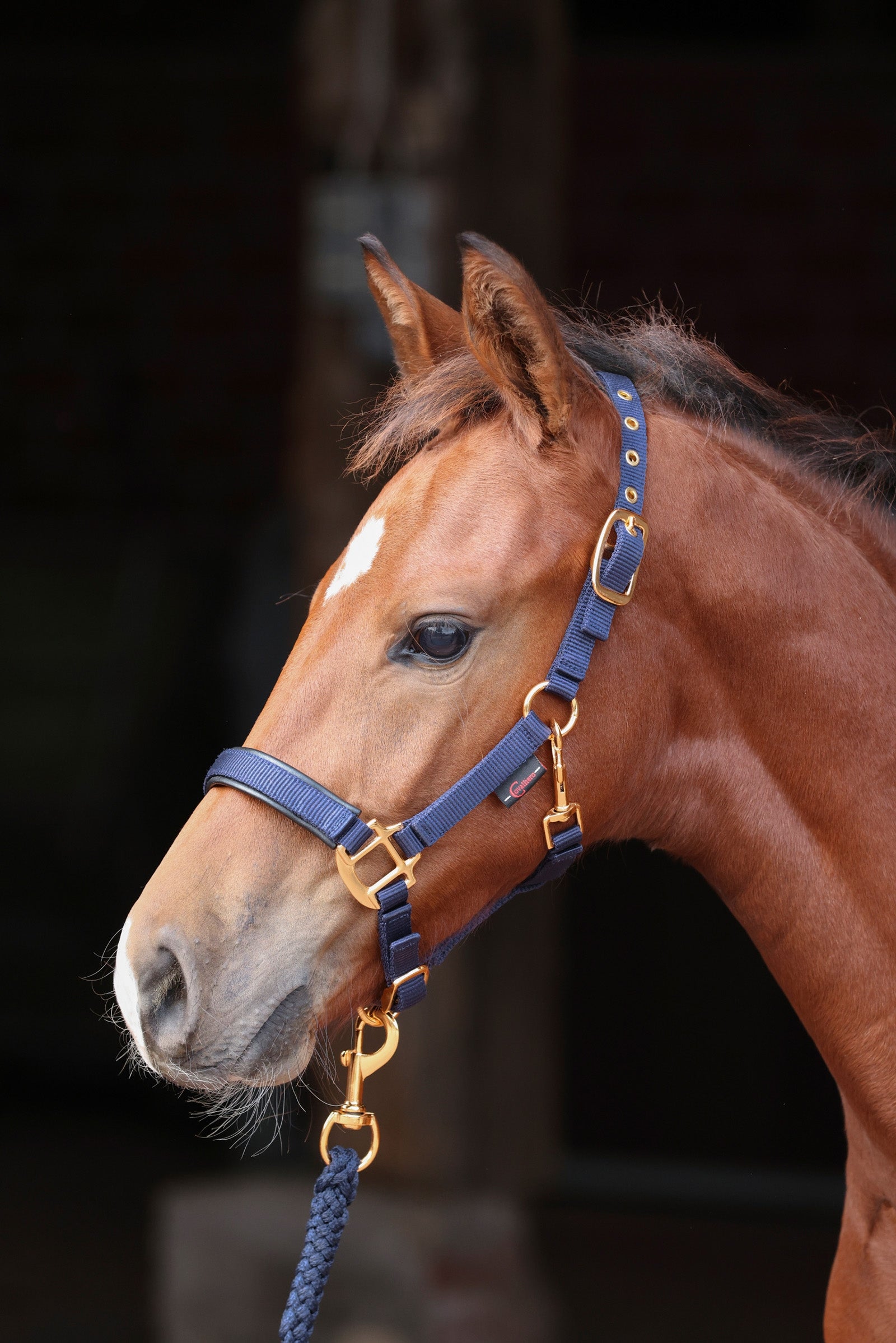 Covalliero TopLine veulenhalster Halsters & Halstertouwen