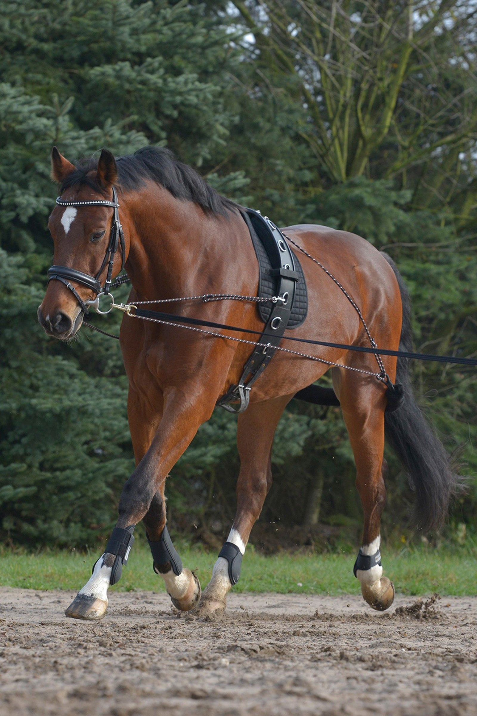 Waldhausen Lunging System Longeren & Longeerhulp