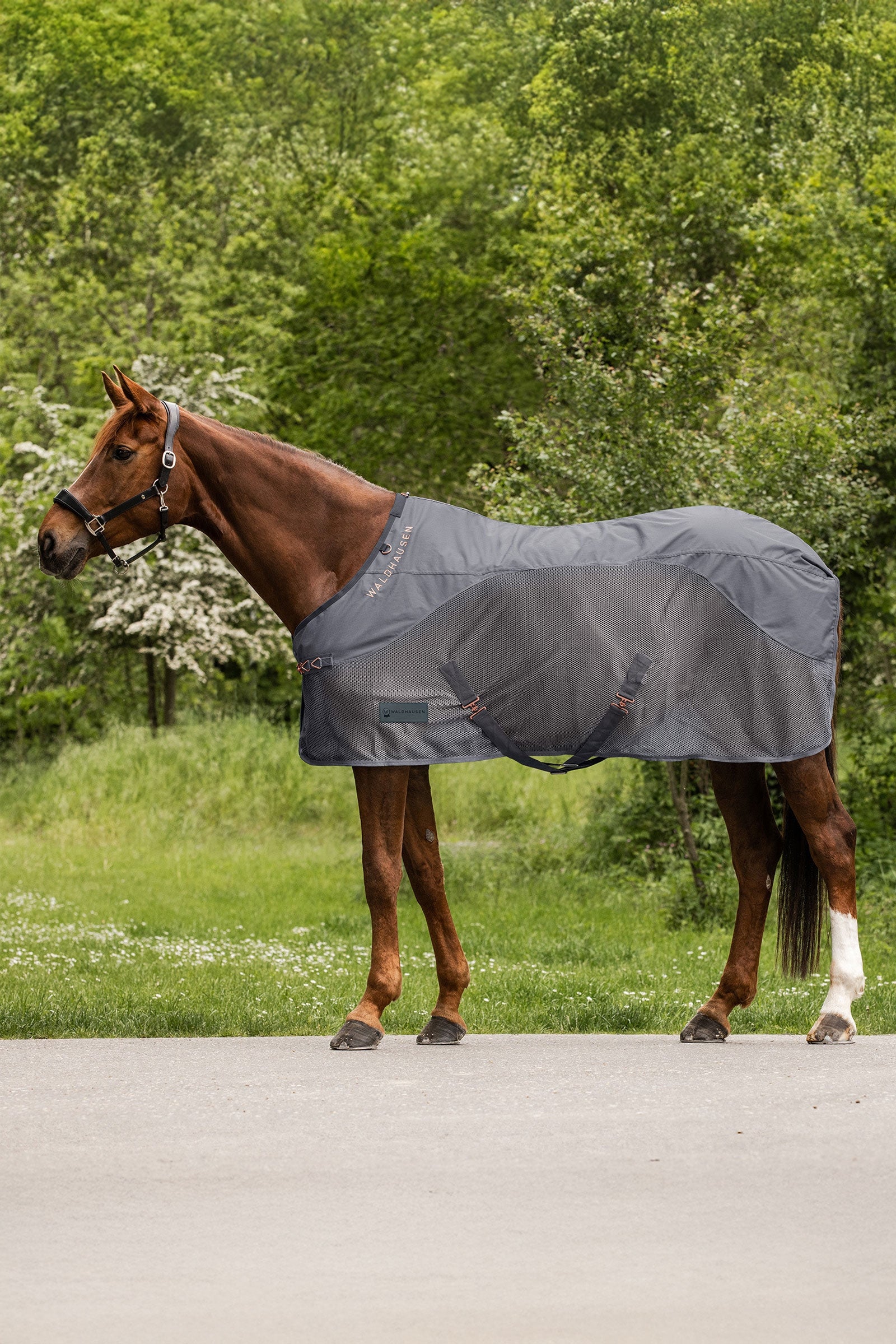 Waldhausen Comfort regen- en vliegendeken Paardendekens