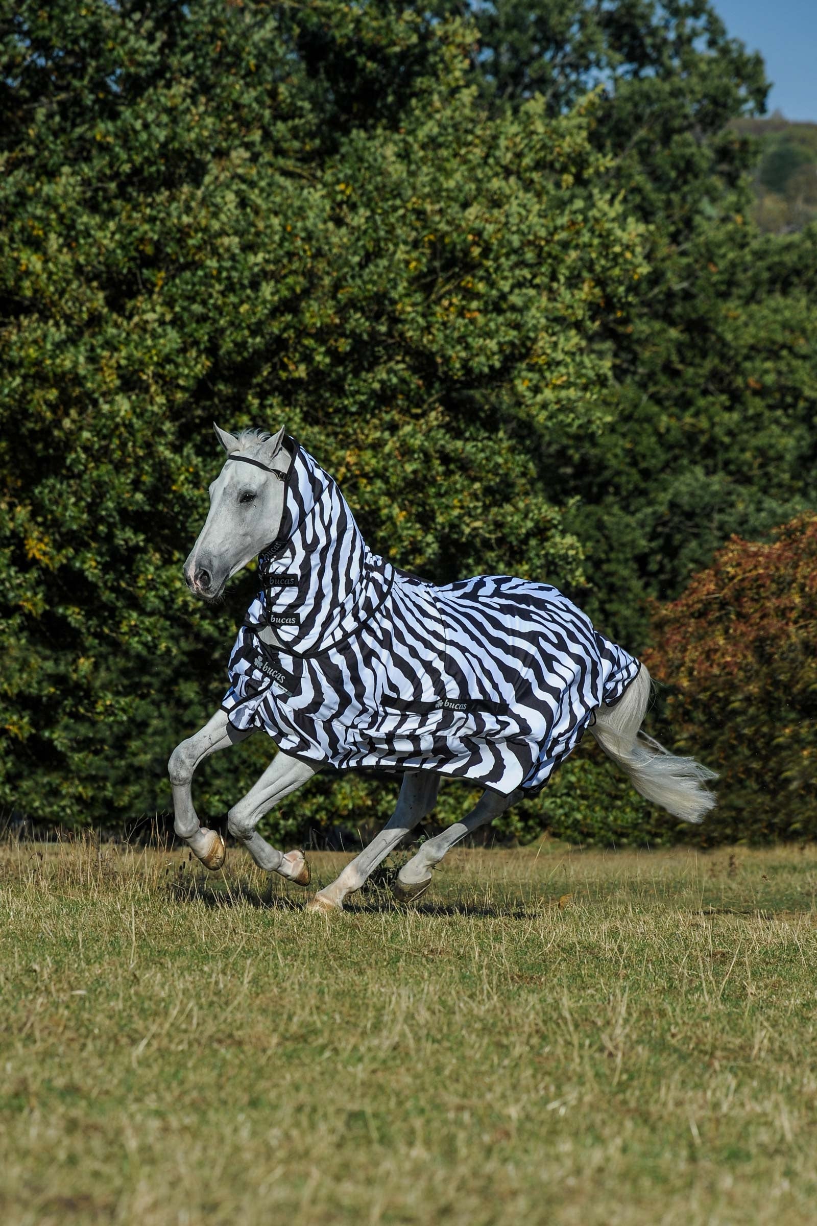 Bucas Sweet-Itch Zebra Rug with Fixed Neck Horse Rugs