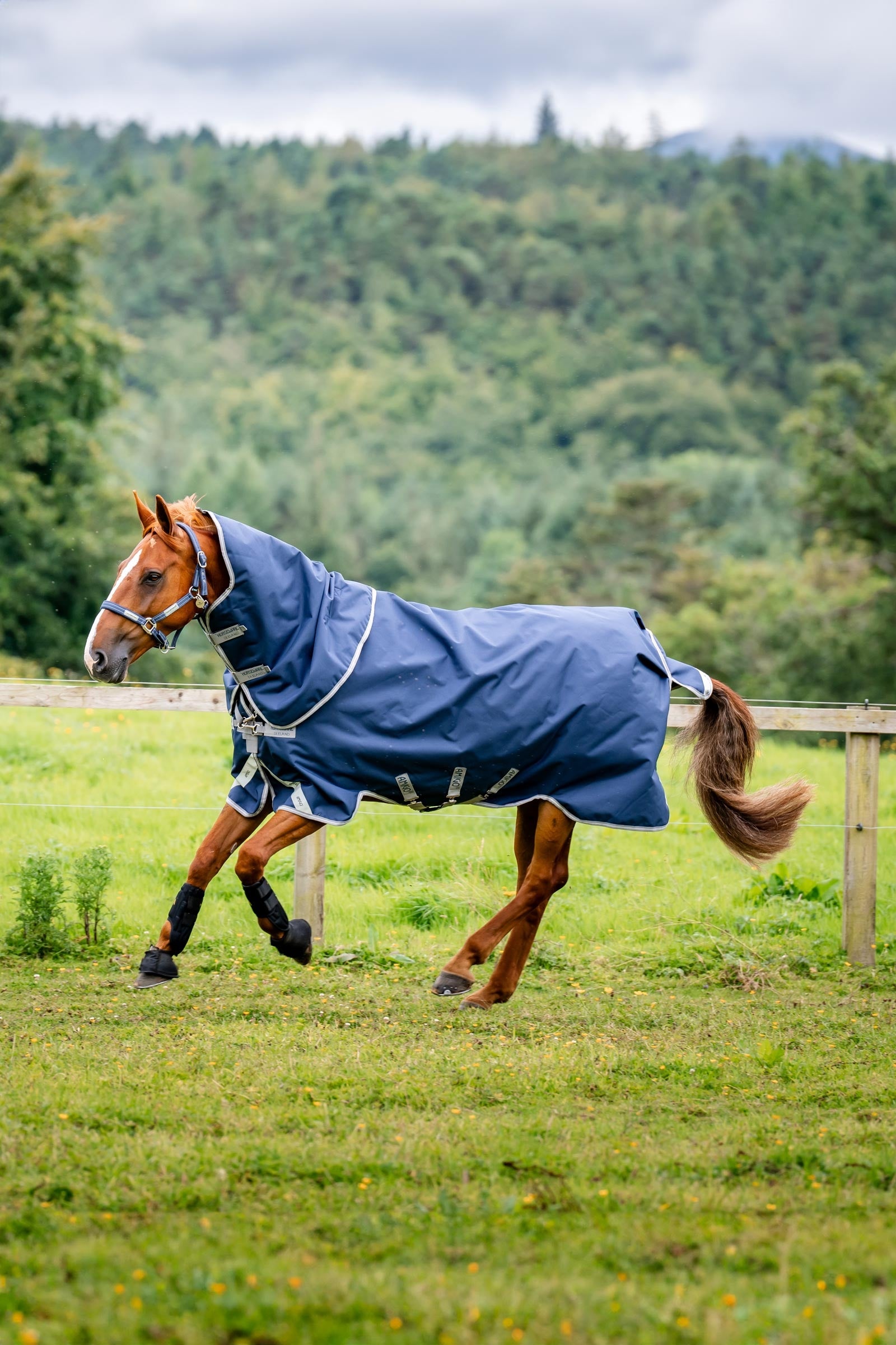 Horseware Amigo Bravo 12 Plus outdoordeken met afneembare hals, 0g Paardendekens