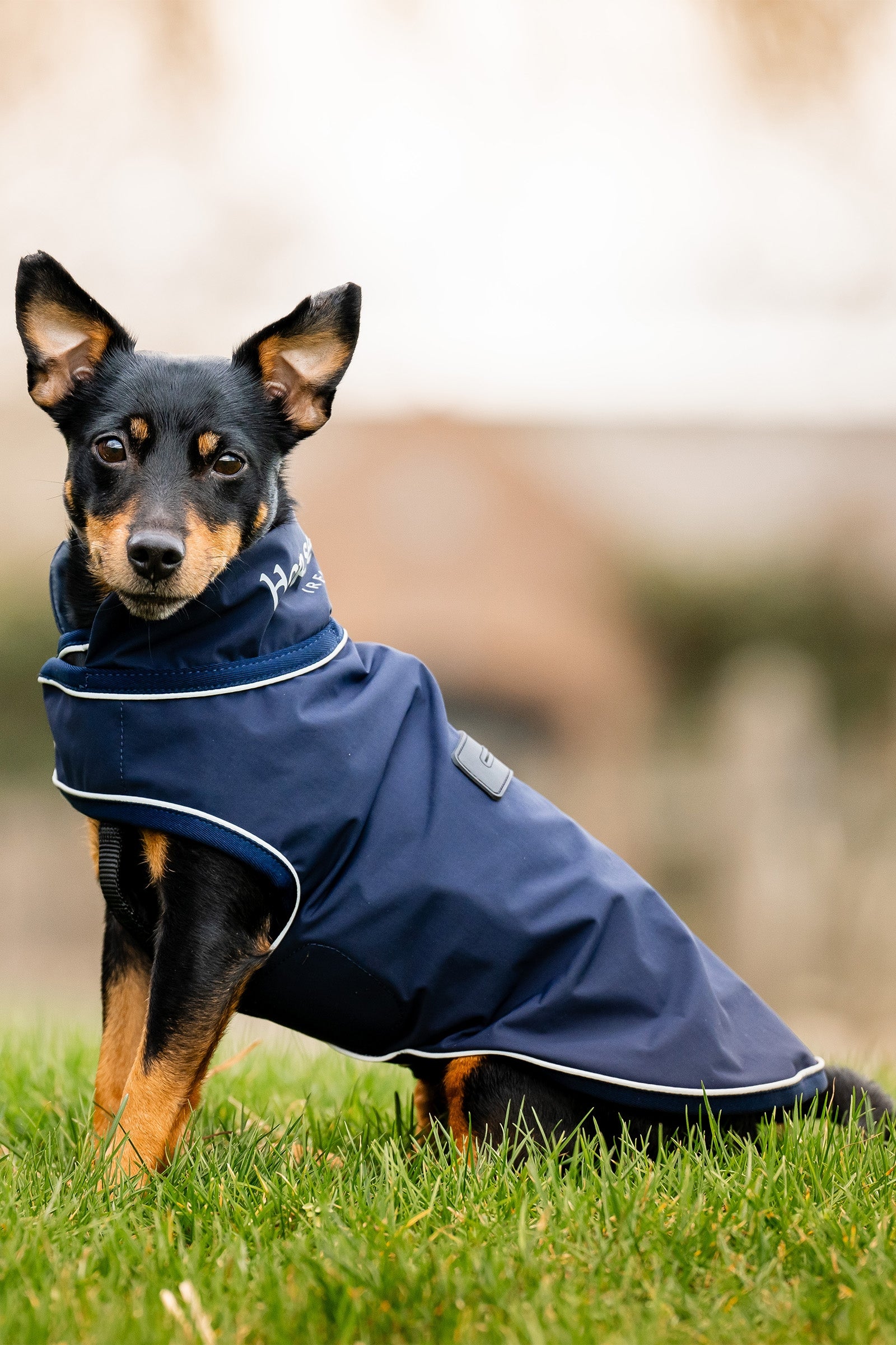 Horseware Signature Hondenregenjas Hond