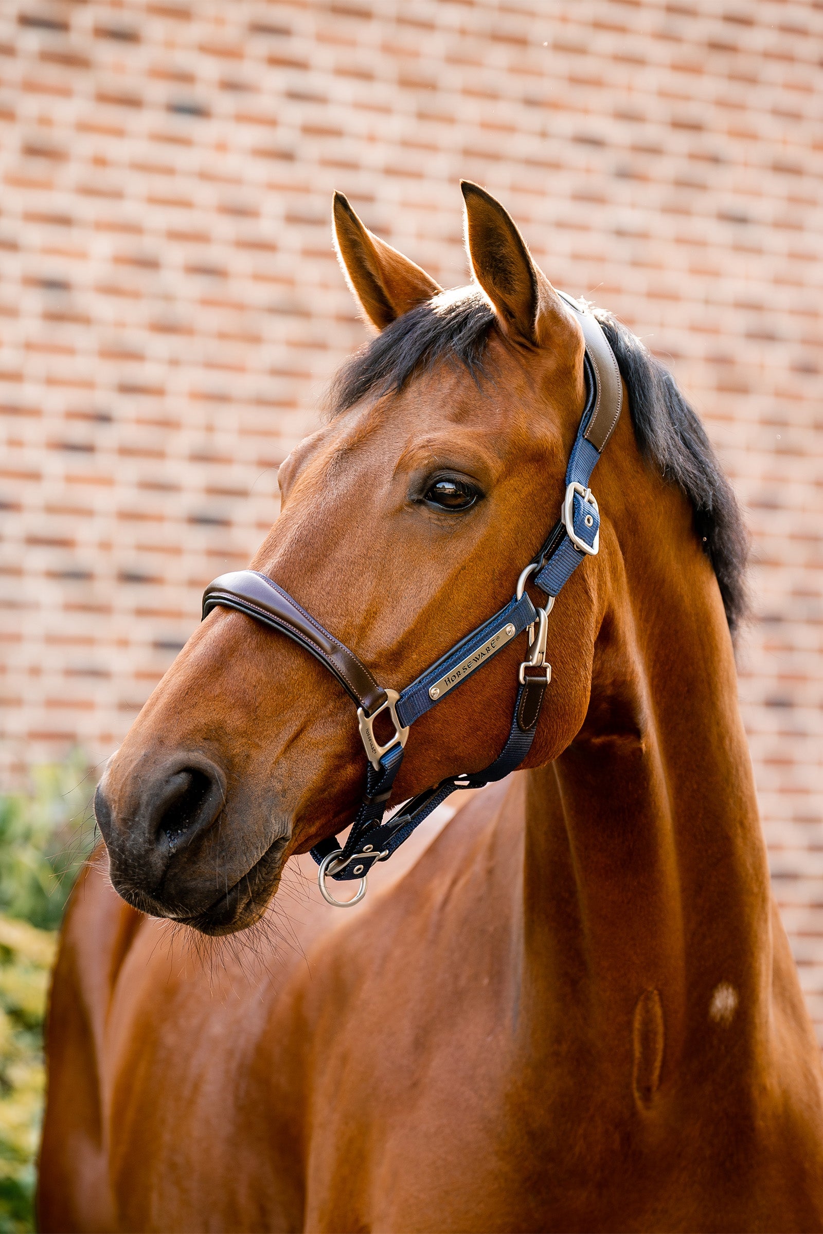 Horseware Handtekening Show Halster Halsters & Halstertouwen