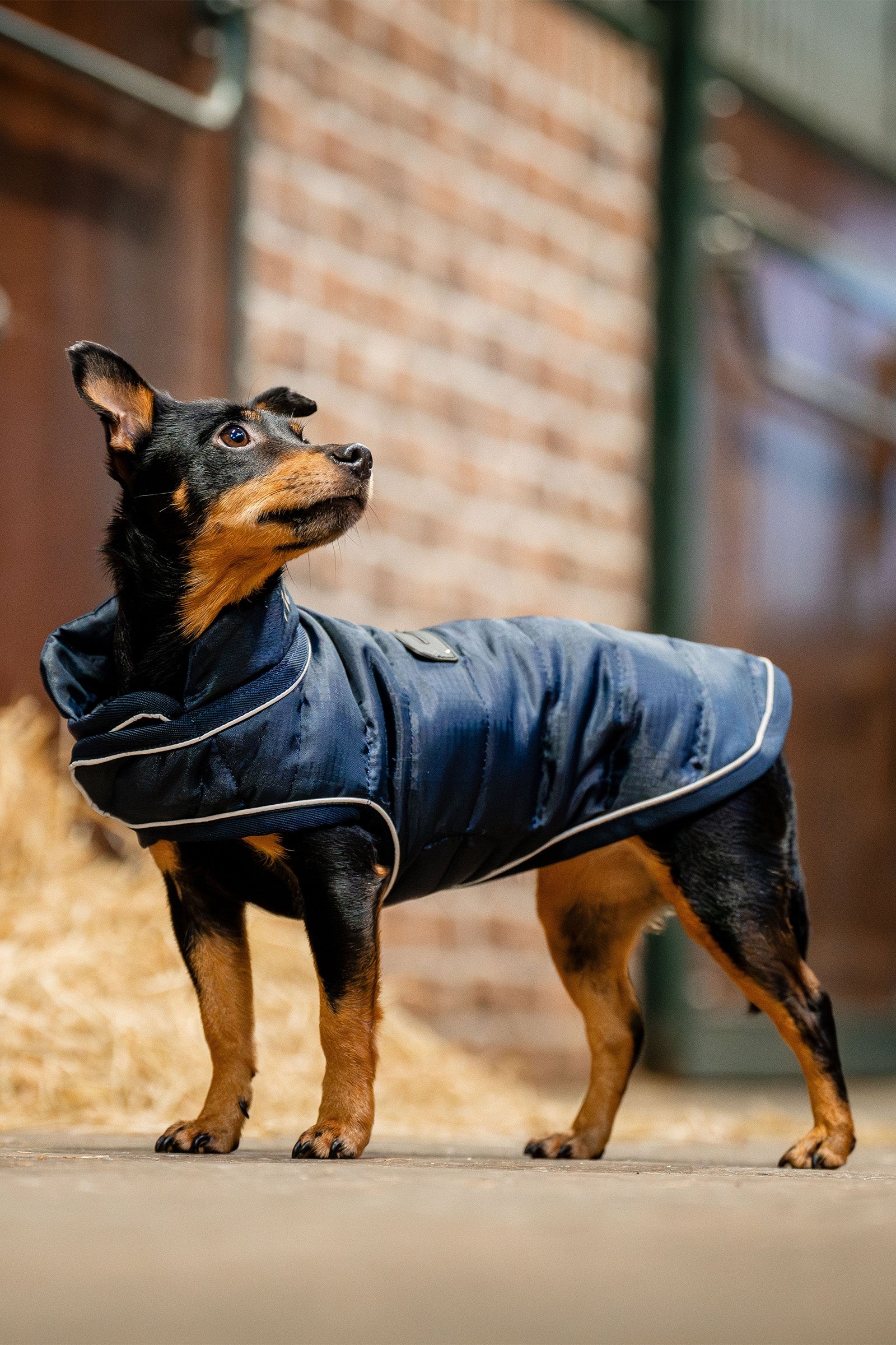 Horseware Signature Hondenjas Hond