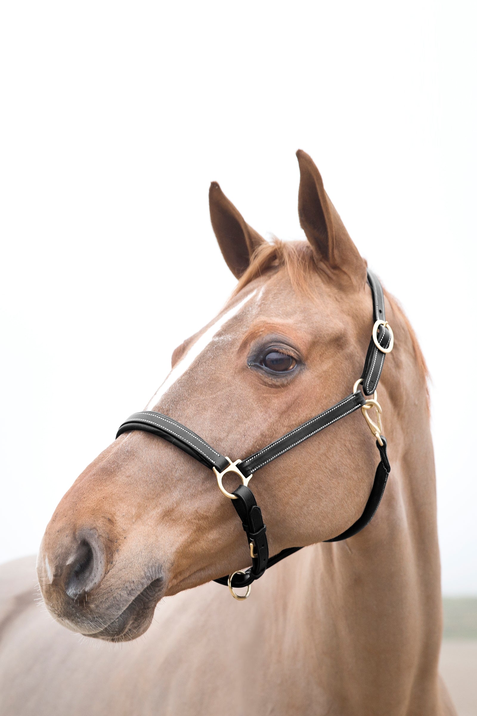 Horze Largo Leather Halter Halters & Leads