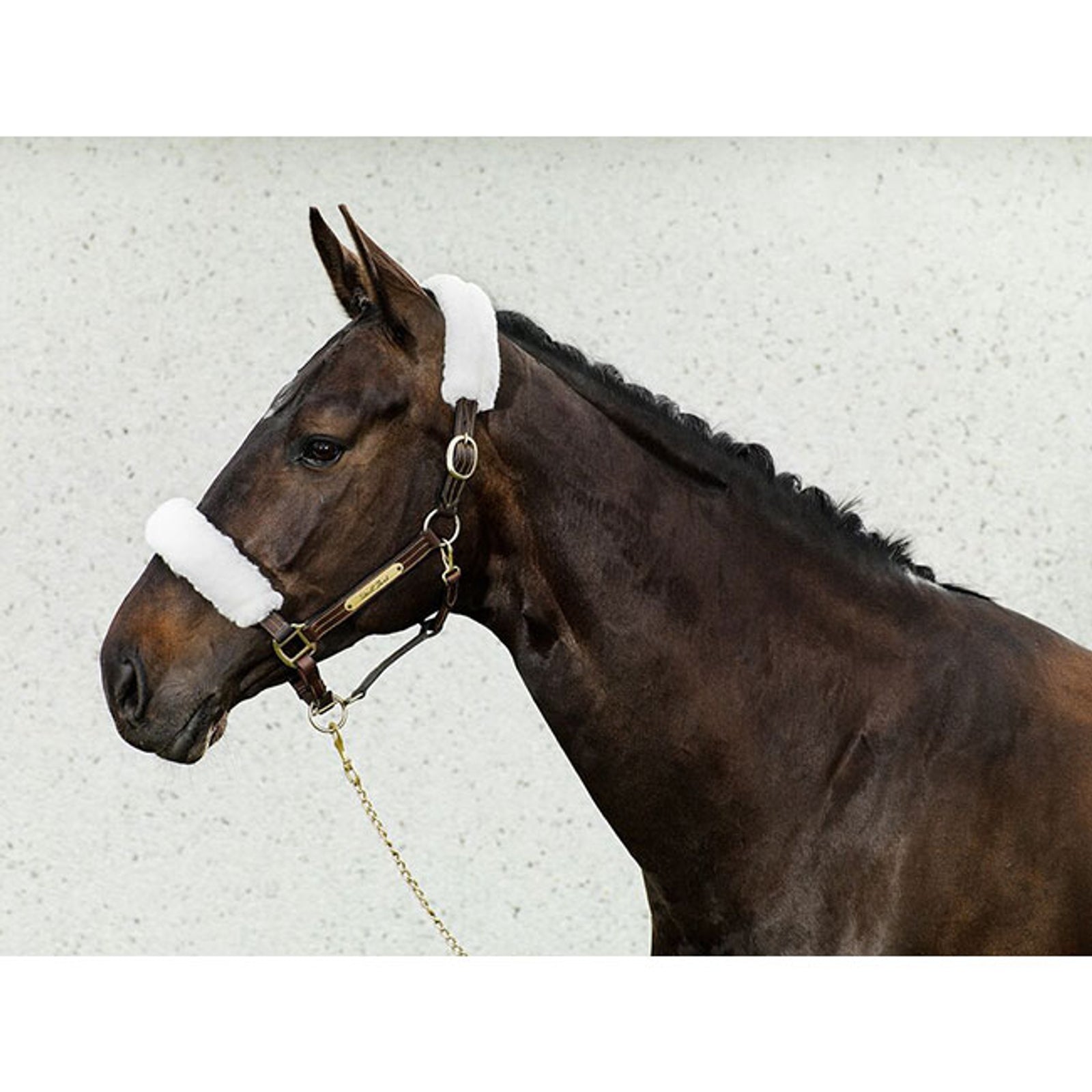 Back on Track Halsterhoezen Halsters & Halstertouwen