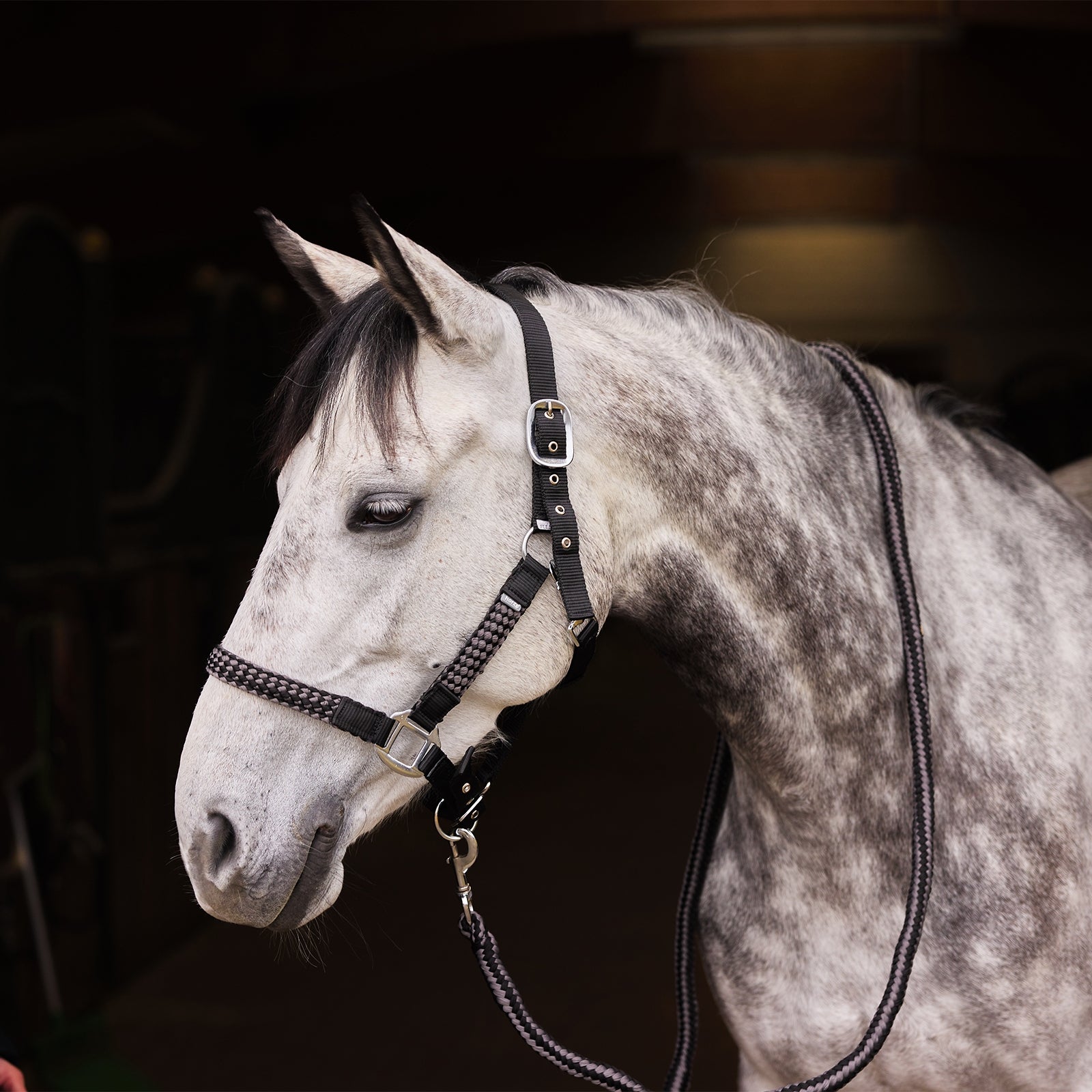 Horze Chicago Halter & Lead Set Halters & Leads