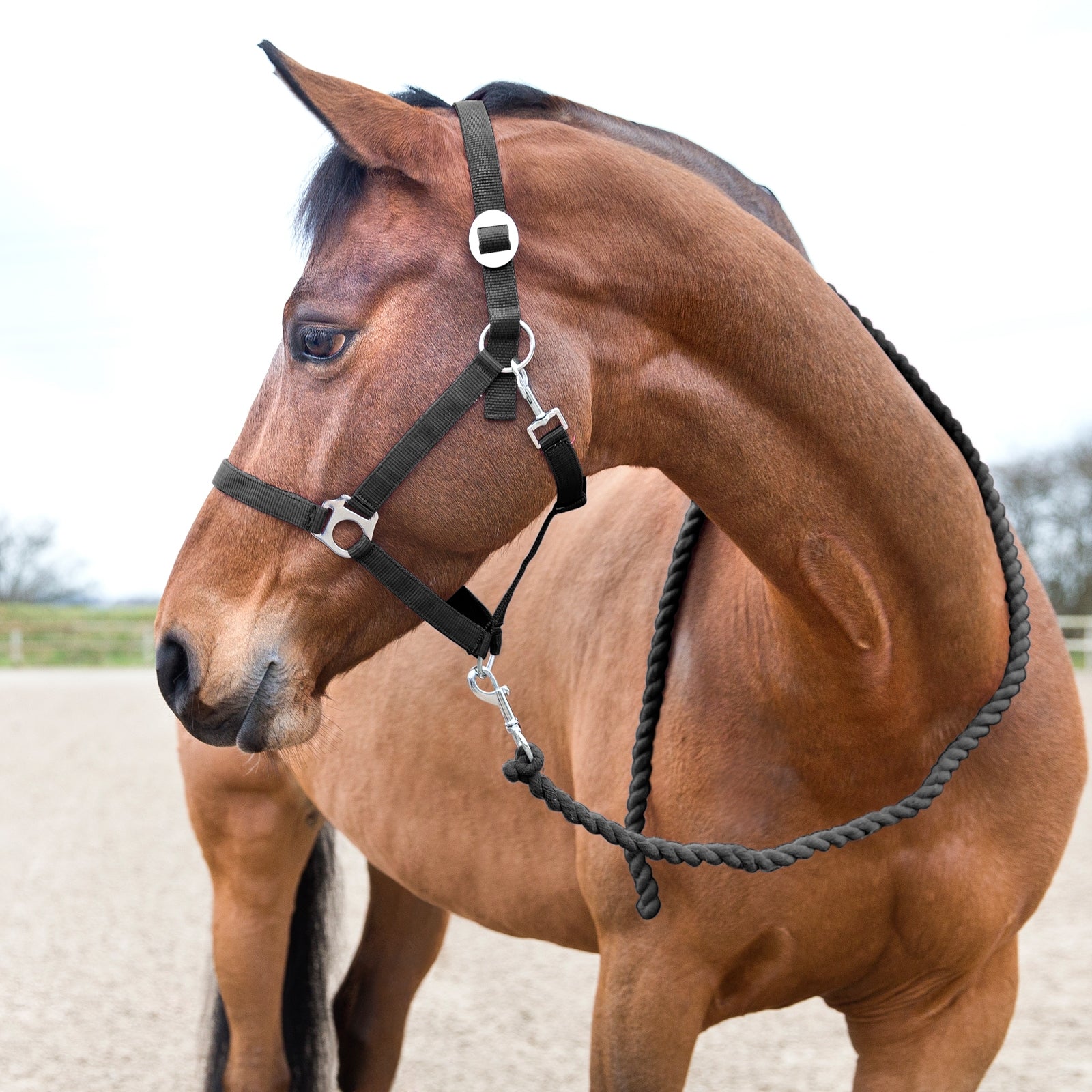 Horze Basic Lead Halters & Leads