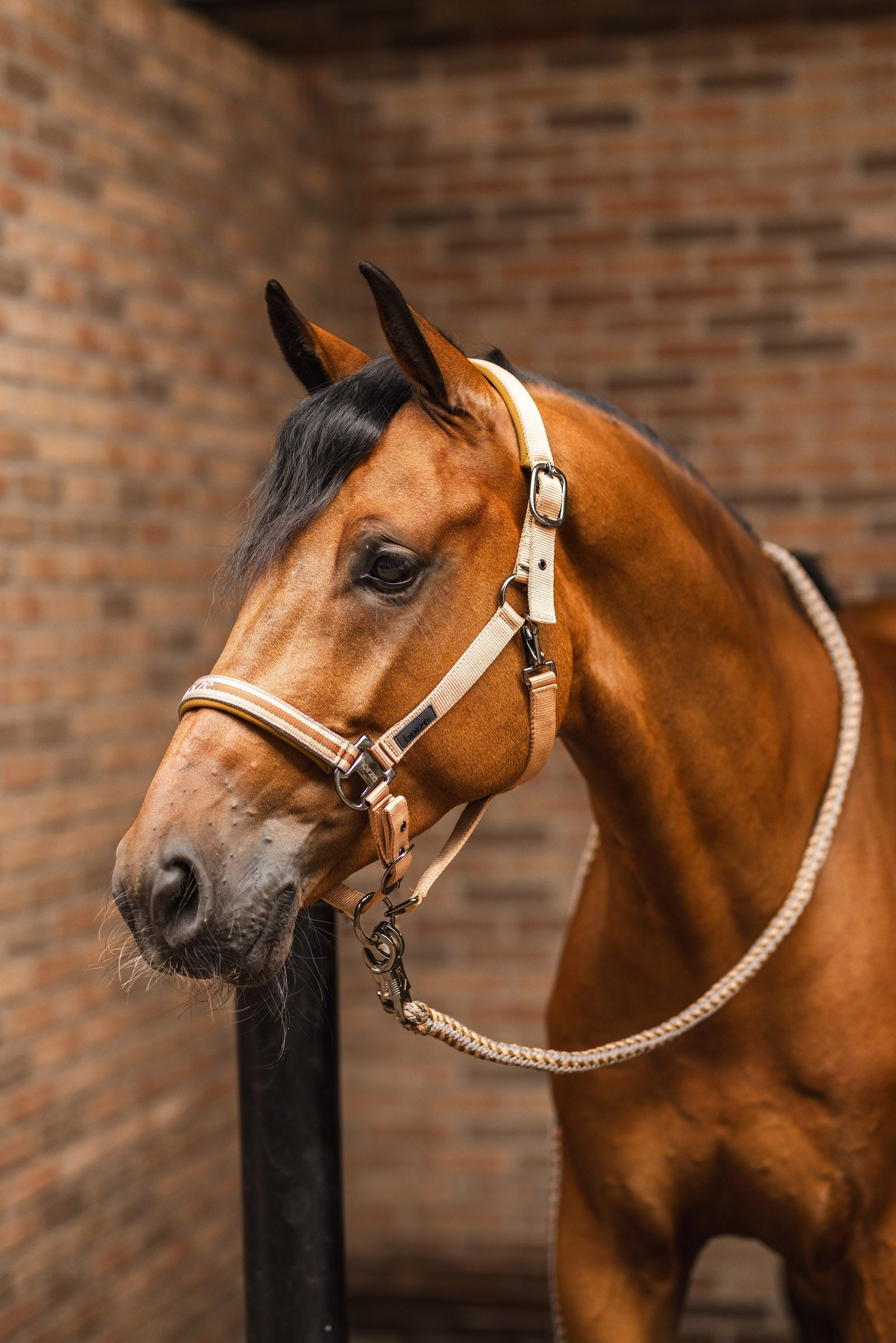 Horze High Life Lead with Panic Hook Halters & Leads