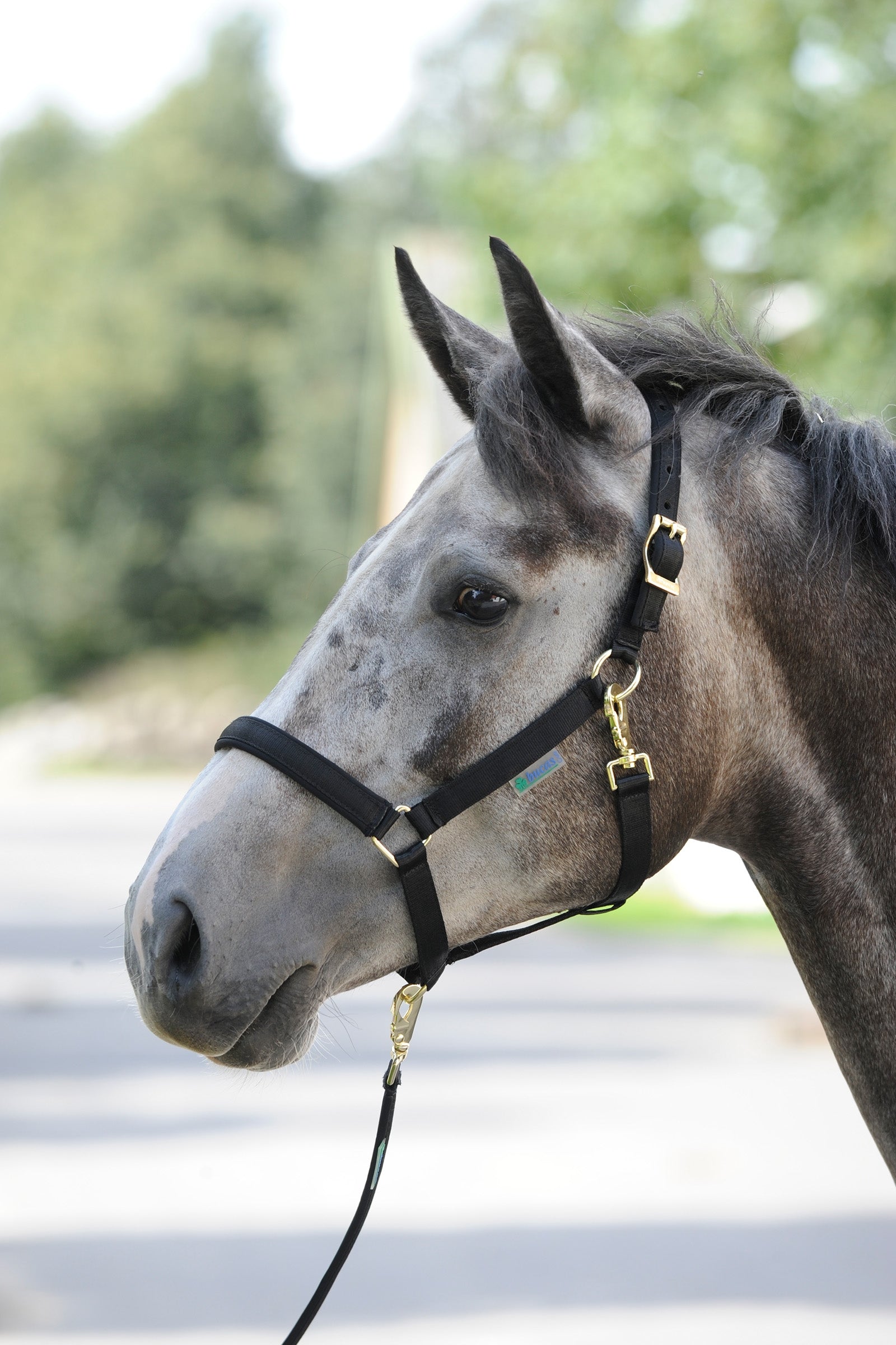 Bucas Dublin, Luxe Onderlegde Halster Halsters & Halstertouwen