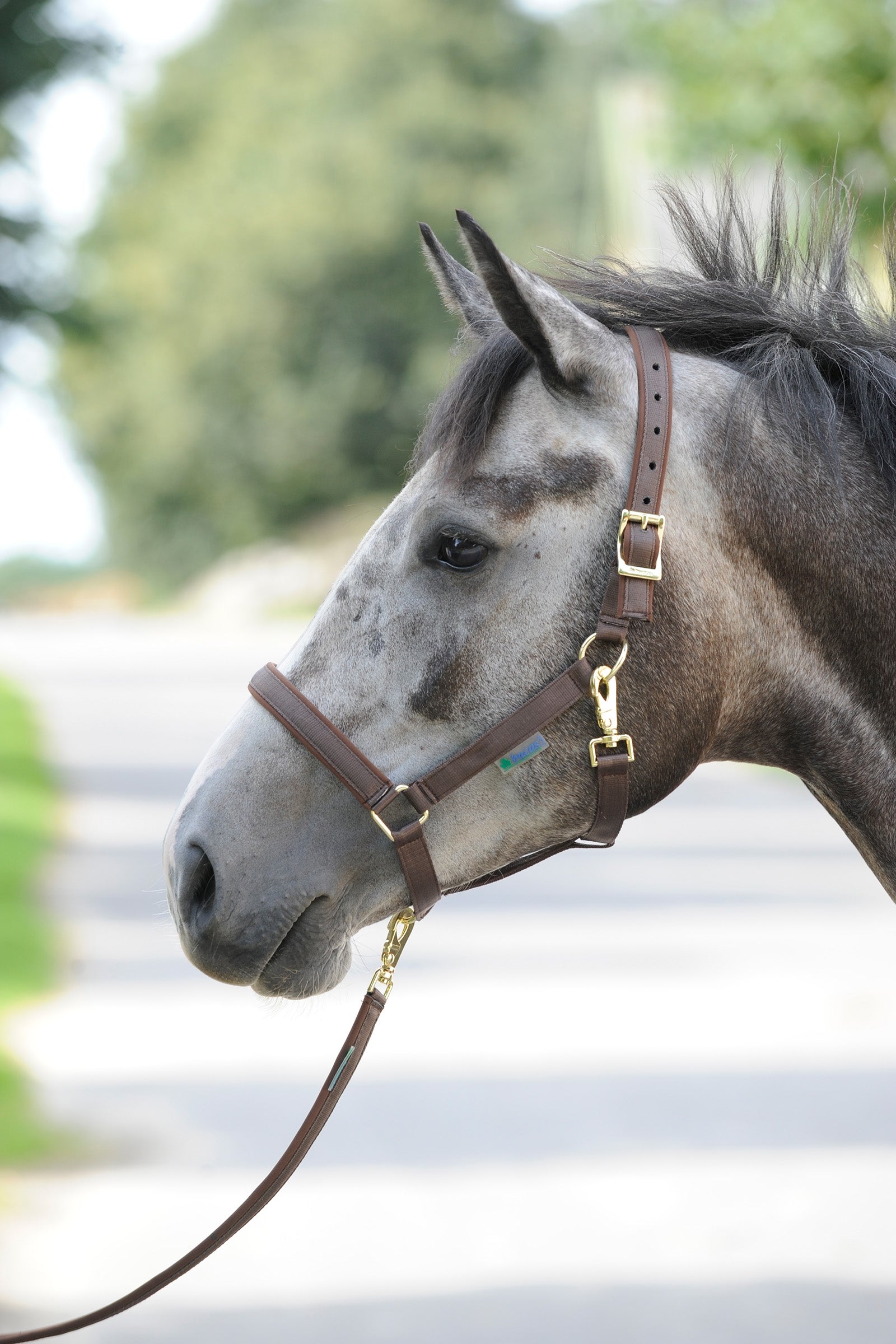 Bucas Dublin, Luxe Onderlegde Halster Halsters & Halstertouwen