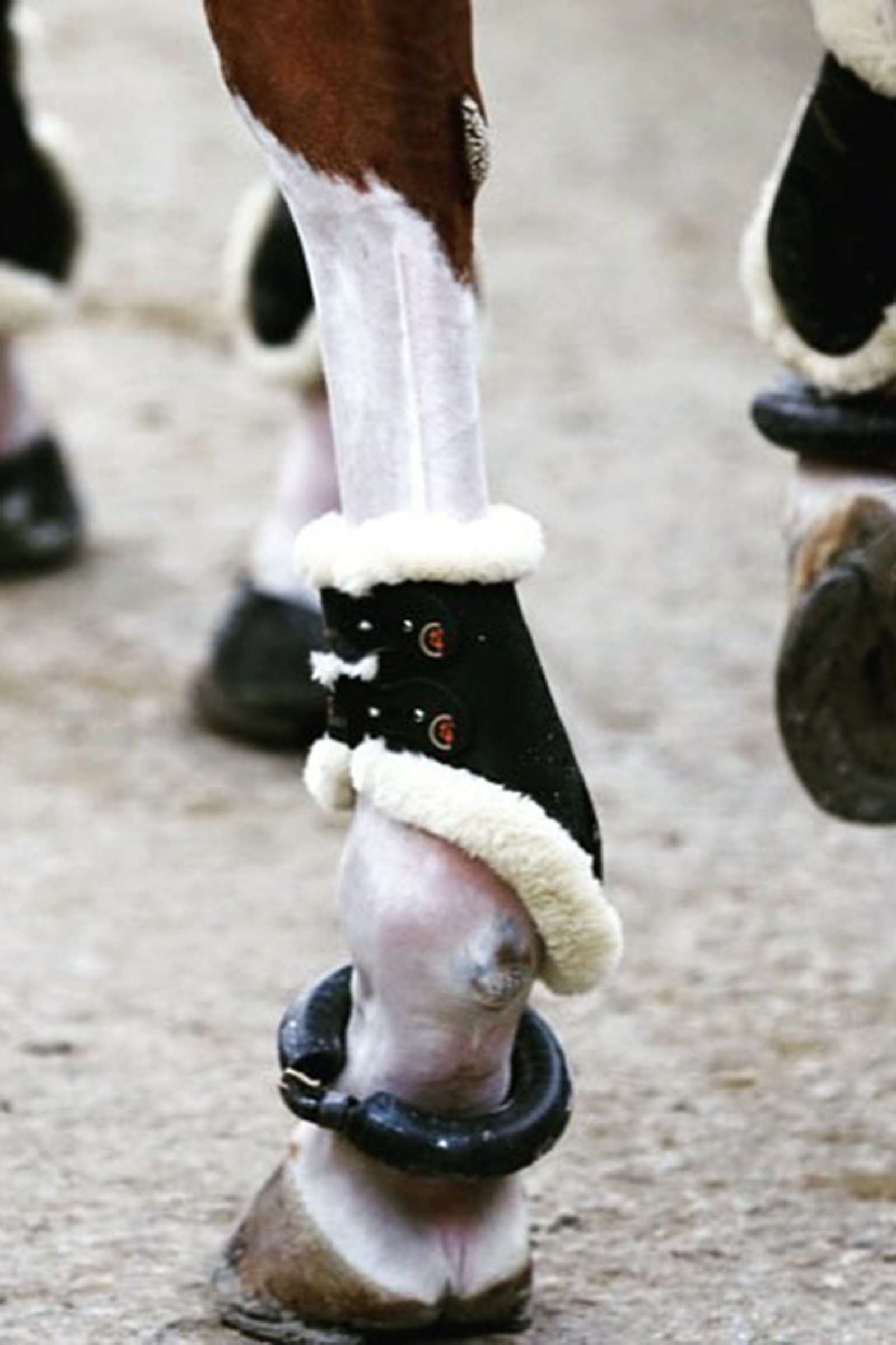 Kentucky Horsewear Sheepskin Fetlock boots elastic Leg & Hoof Protection