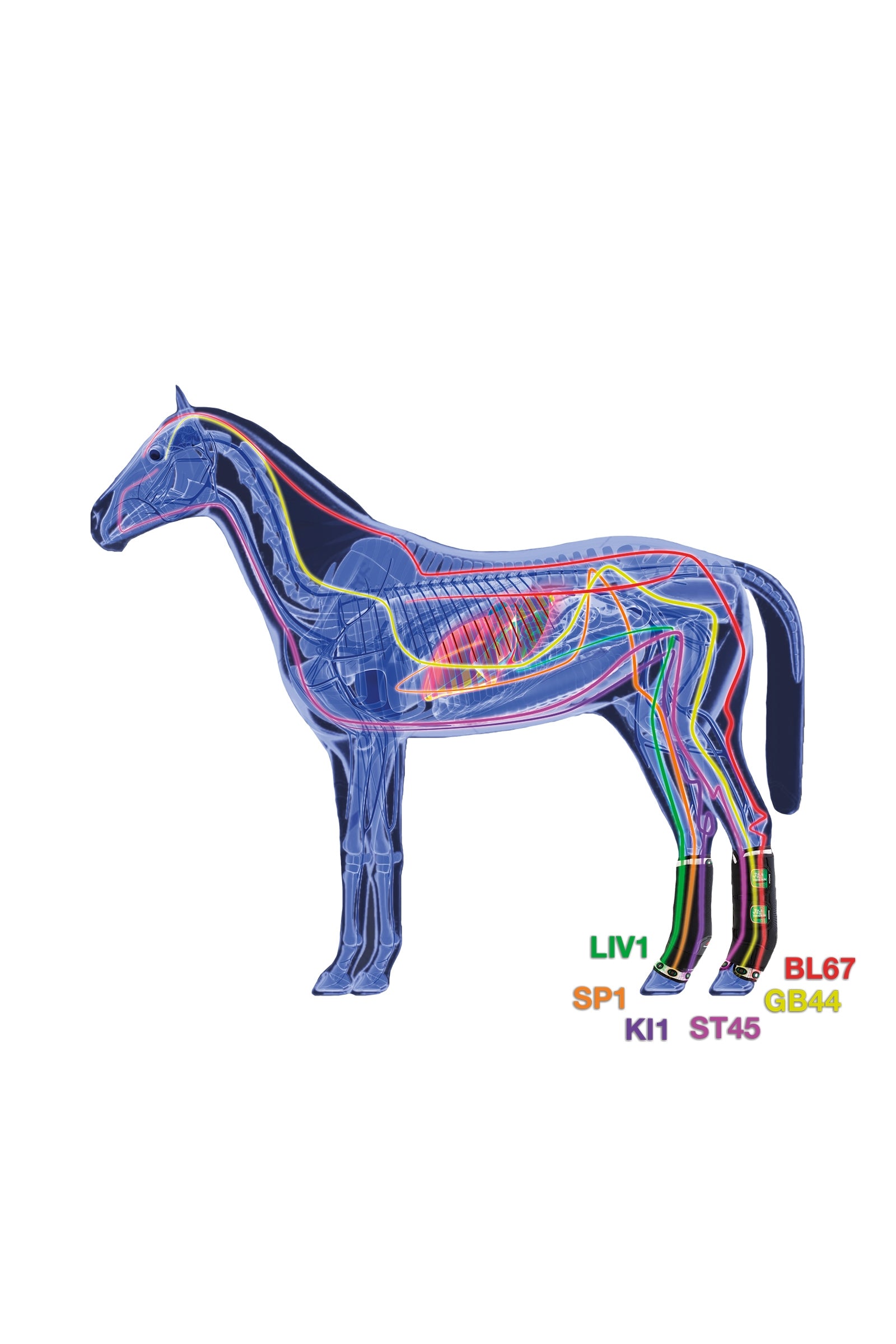Zandona Therapeutic Wellness Support Boot Air rear Leg & Hoof Protection