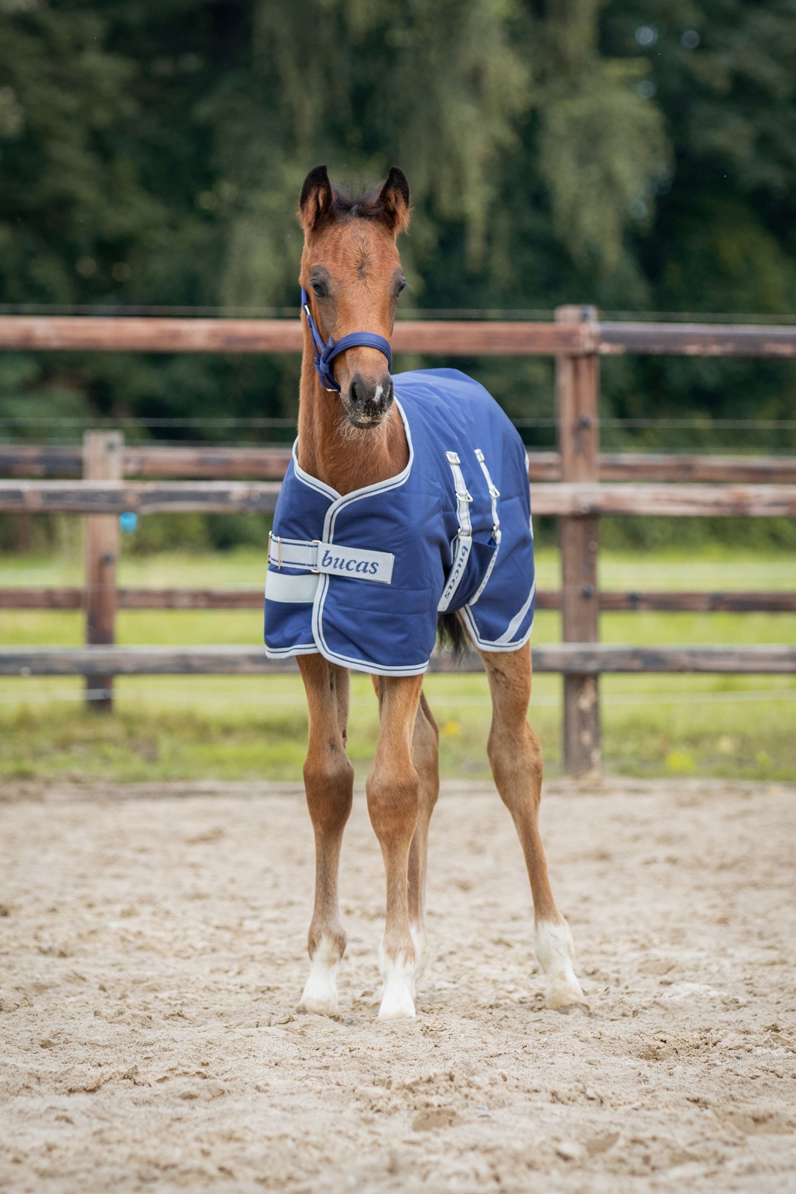Bucas Veulendeken, 50g Paardendekens