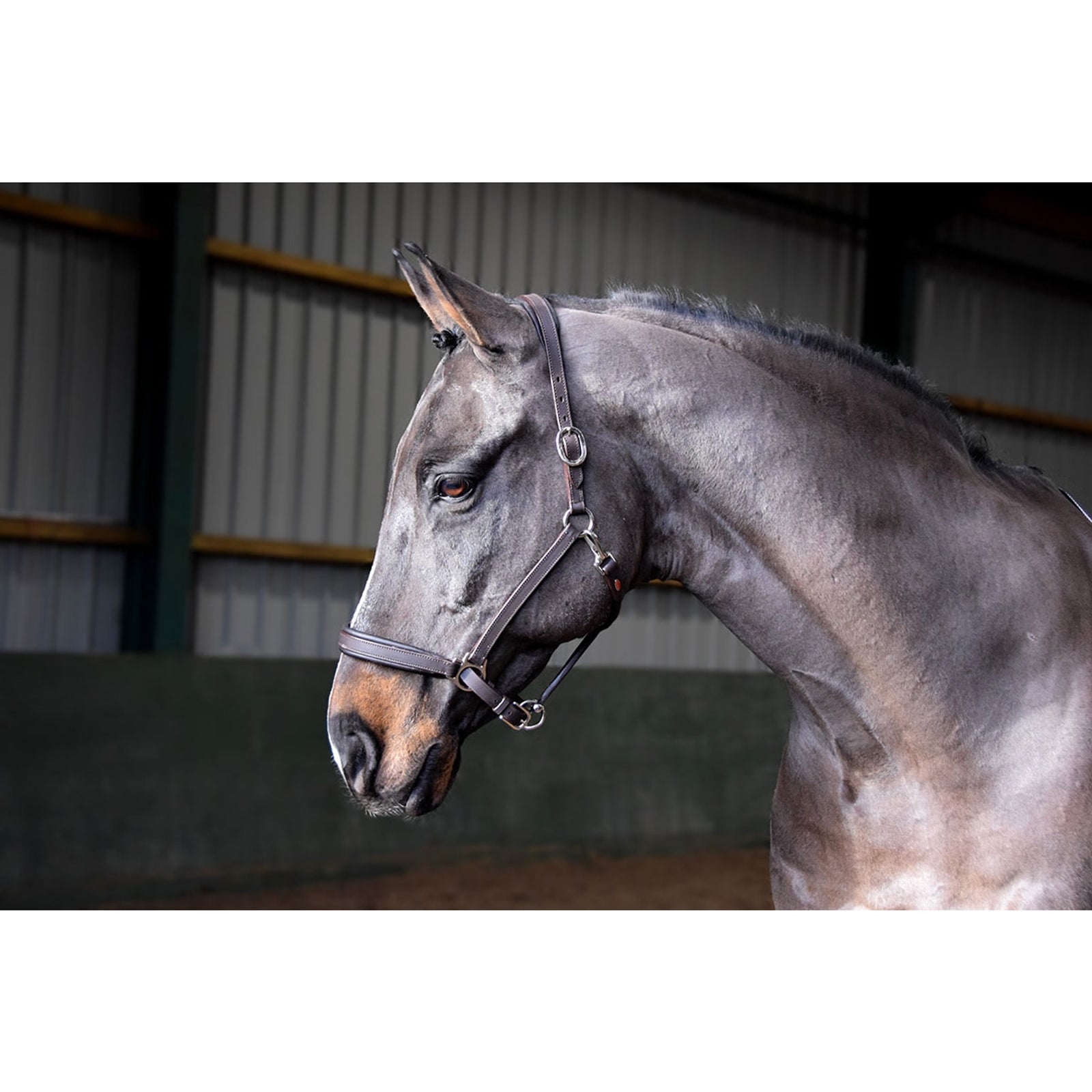 John Whitaker JW RTR Halster Halsters & Halstertouwen
