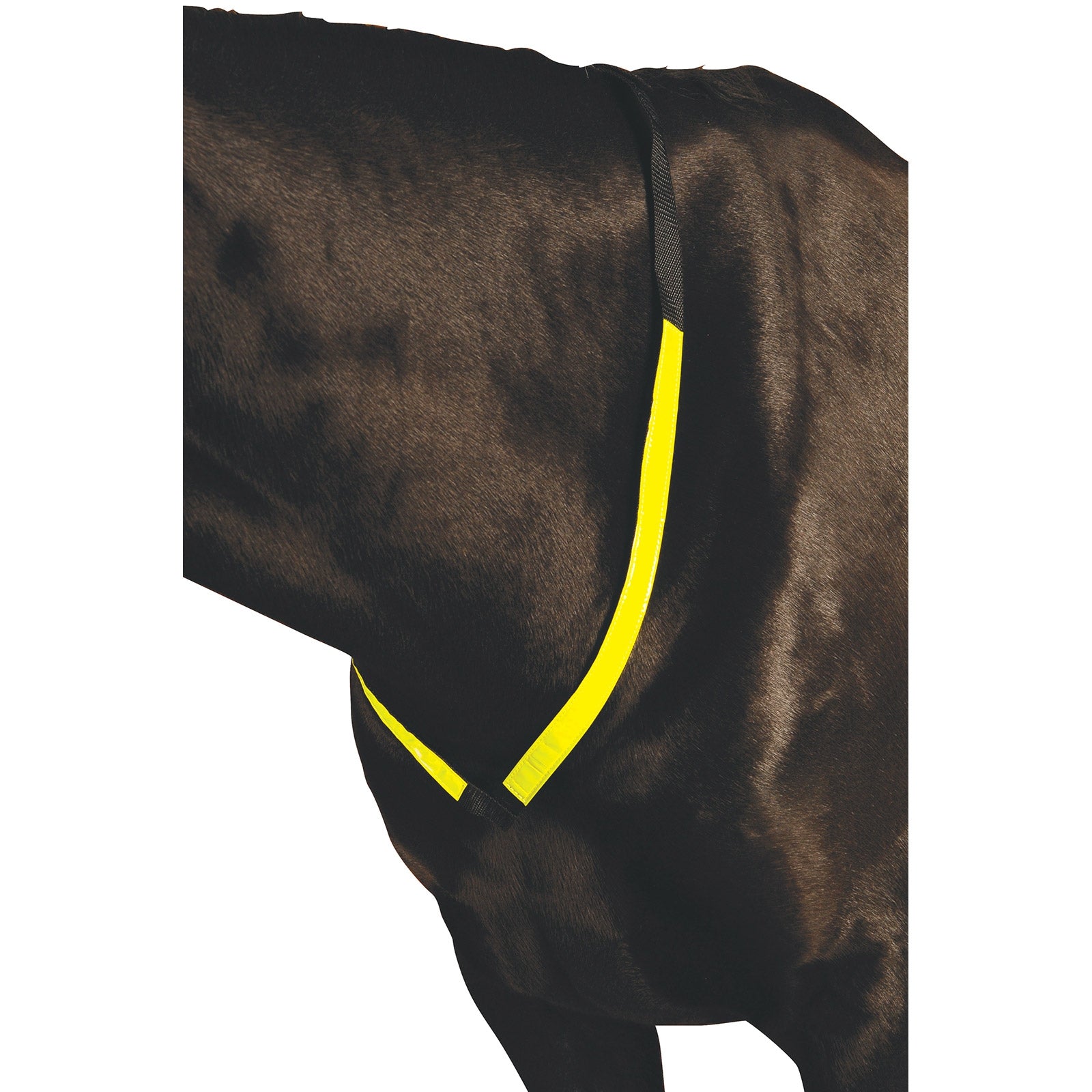 Roma Reflecterend borststuk Hoofdstellen & Teugels