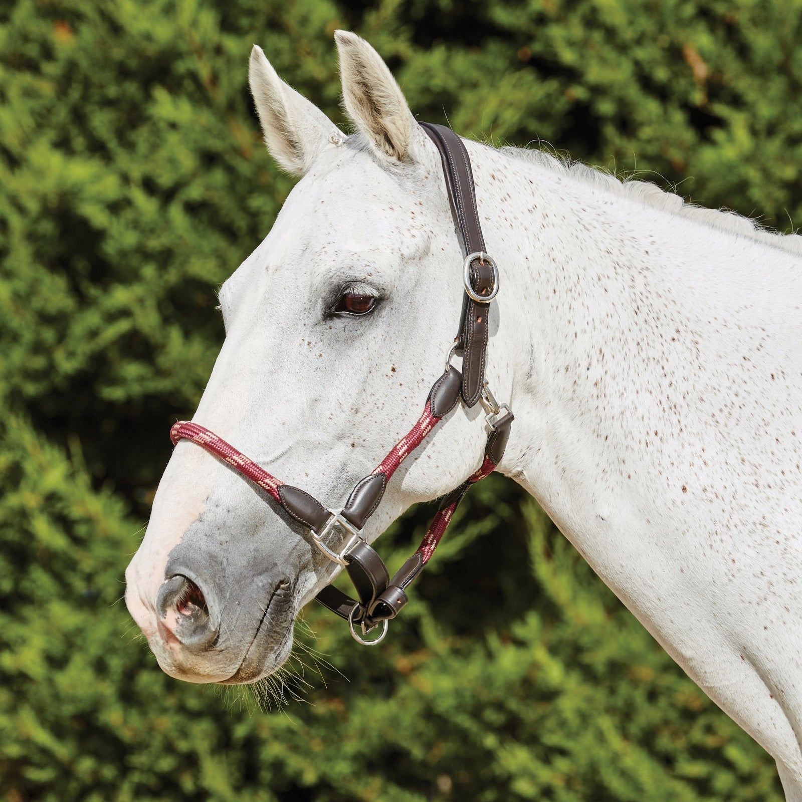 Kincade Lederen Touwhalster Halsters & Halstertouwen