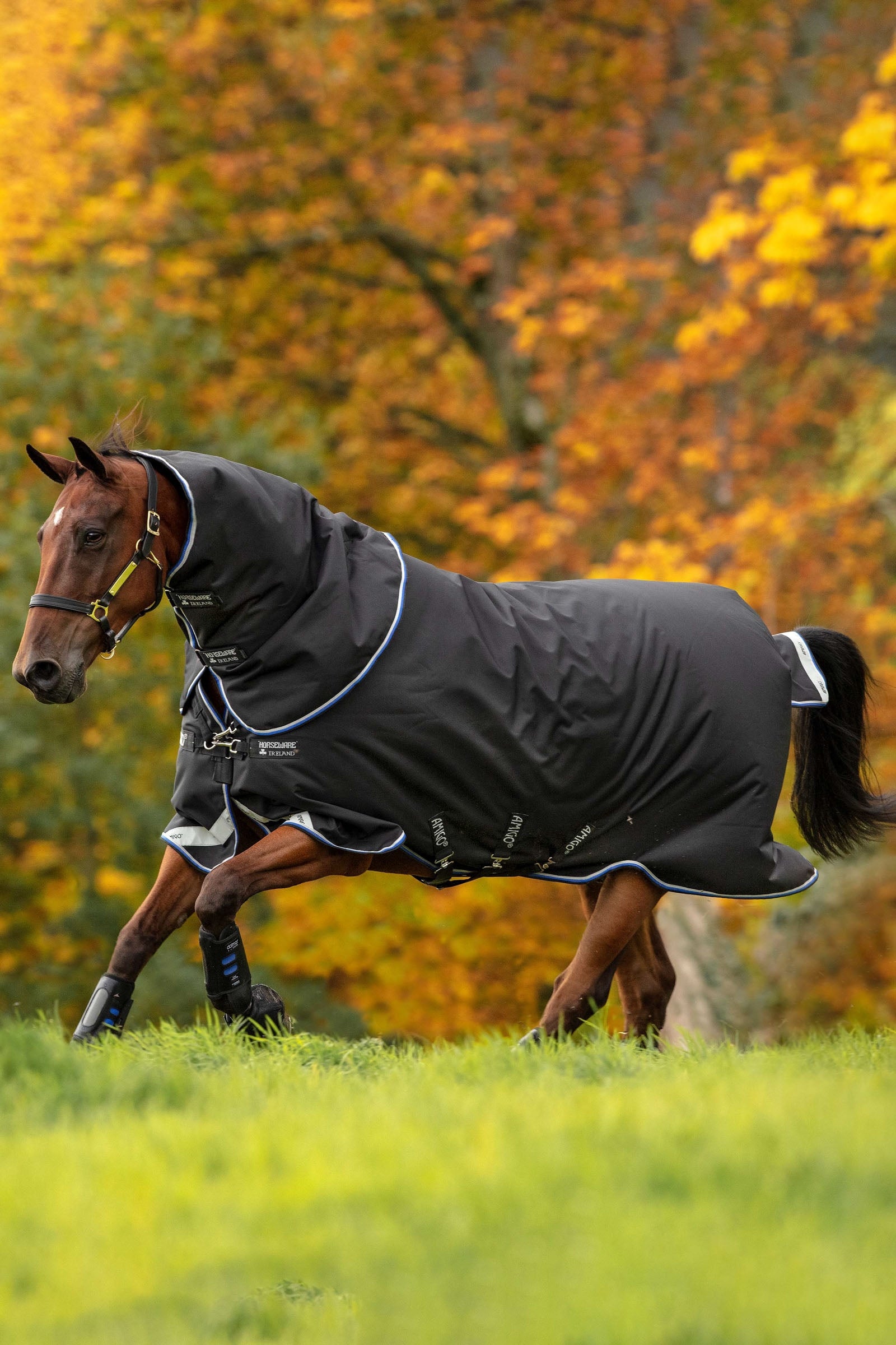 Horseware Amigo Bravo 12 Plus outdoordeken, 250 g Paardendekens