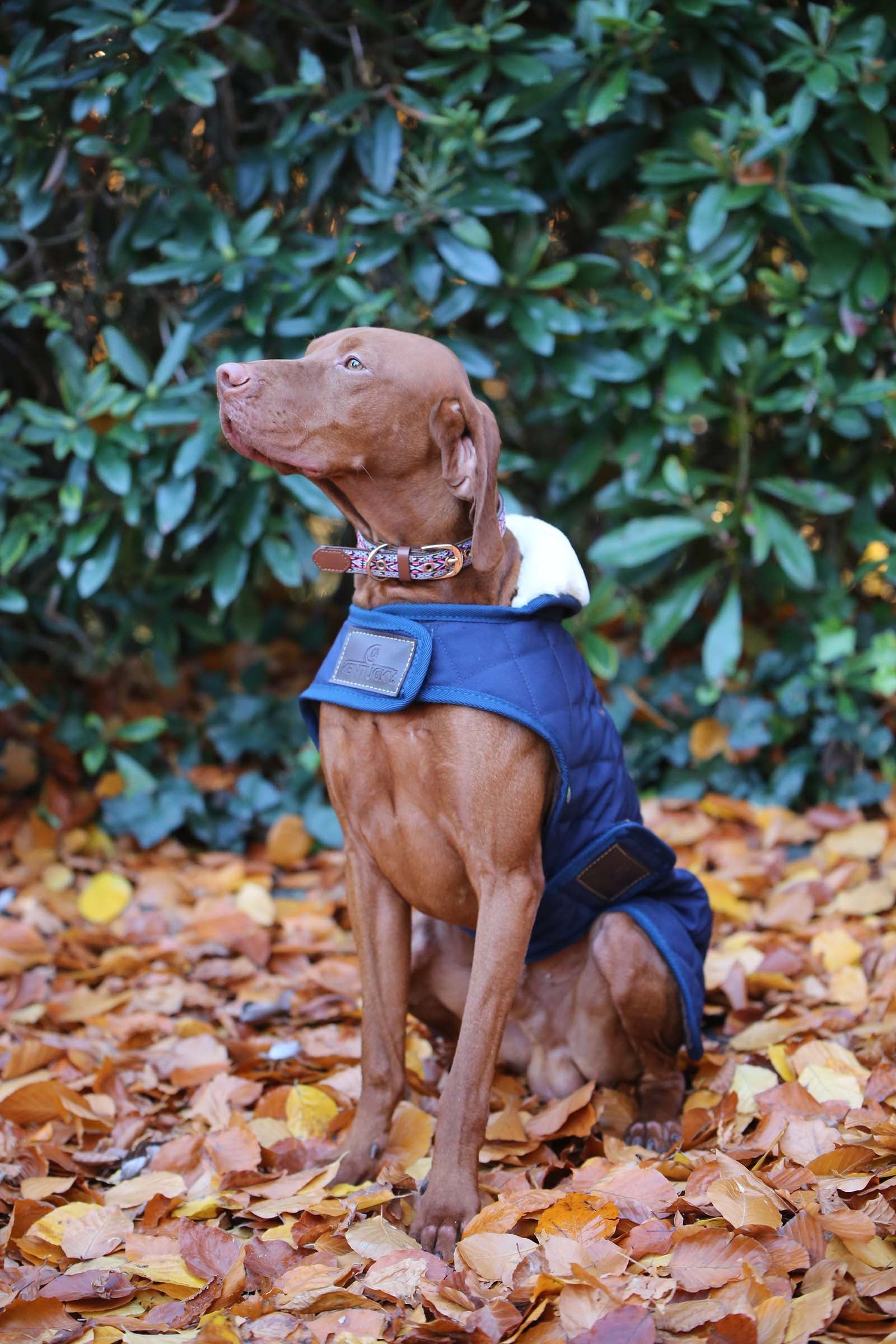 Kentucky Dogwear Hondendeken Hond