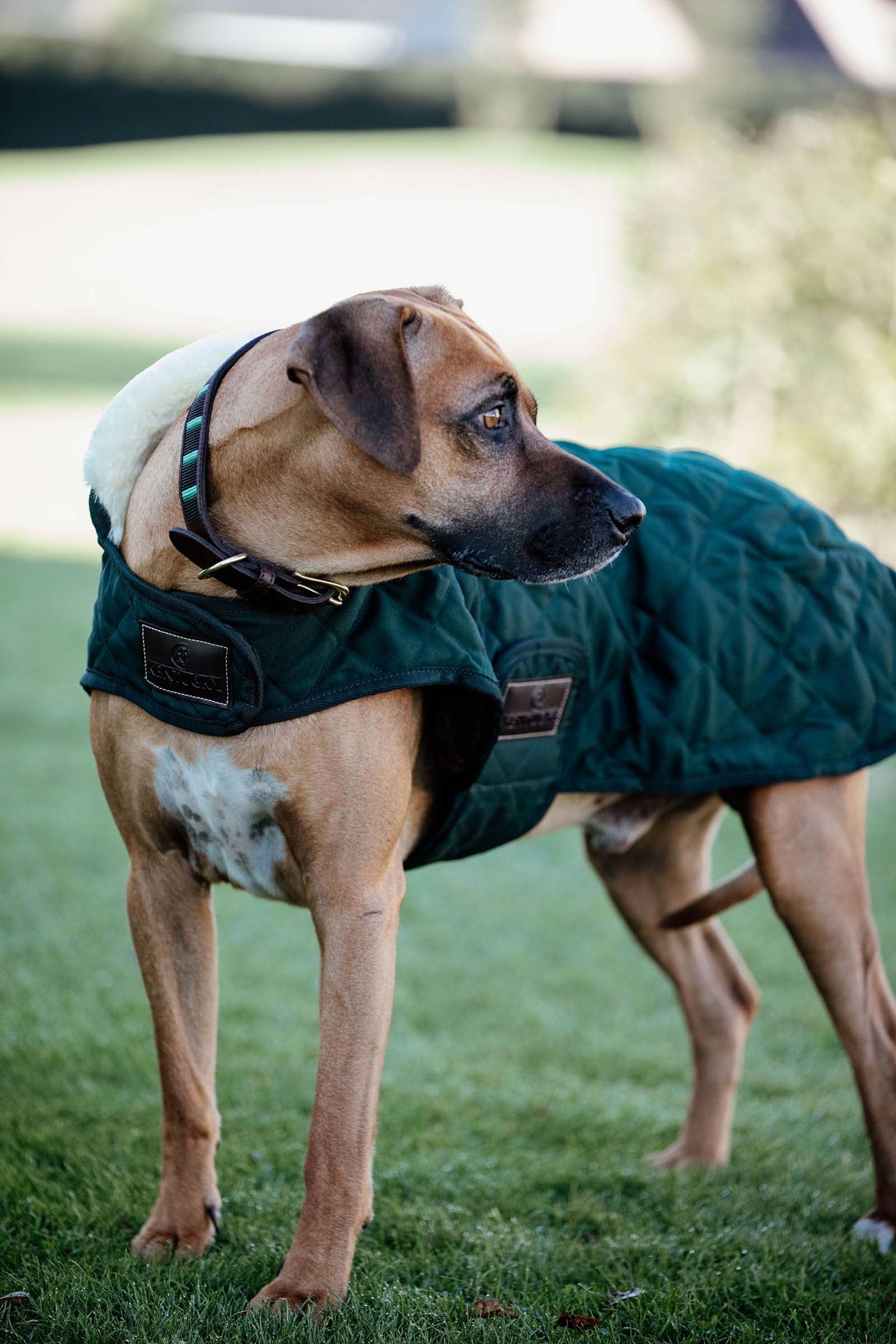 Kentucky Dogwear Hondendeken Hond