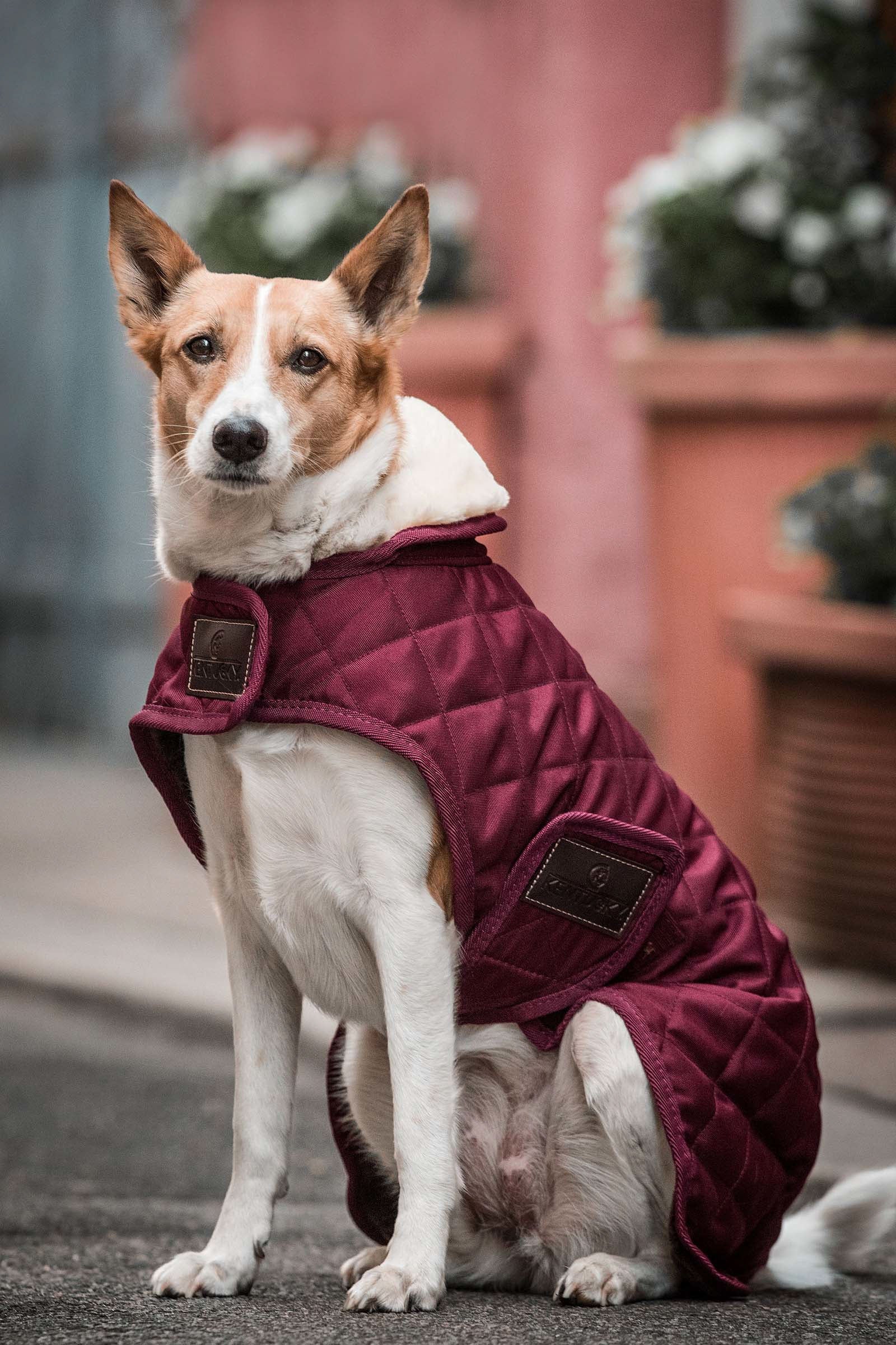 Kentucky Dogwear Hondendeken Hond
