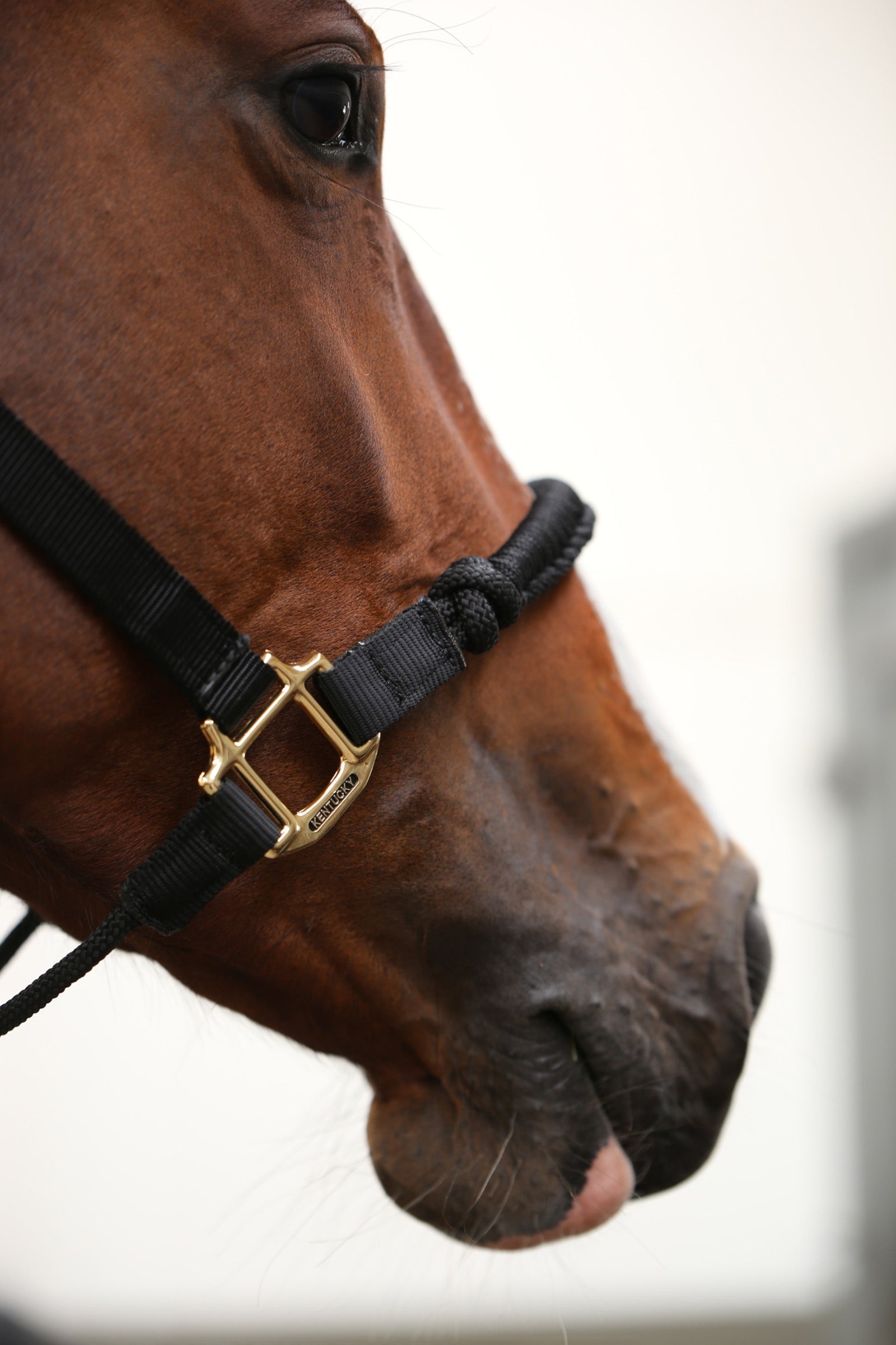 Kentucky Horsewear Control Halter Halters & Leads