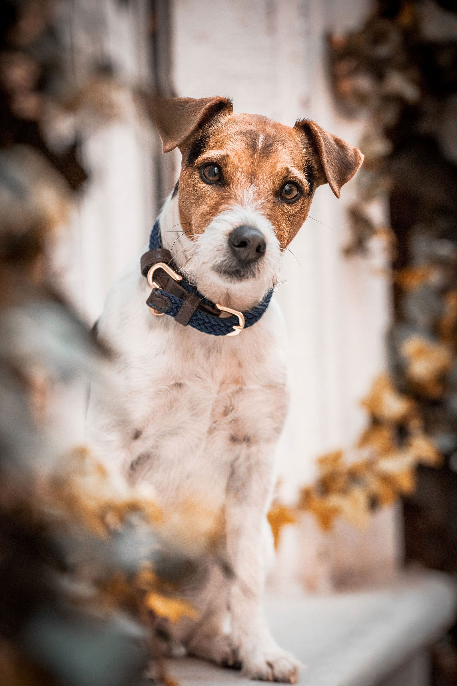 Kentucky Dogwear Gevlochten Nylon Hondenhalsband Hond