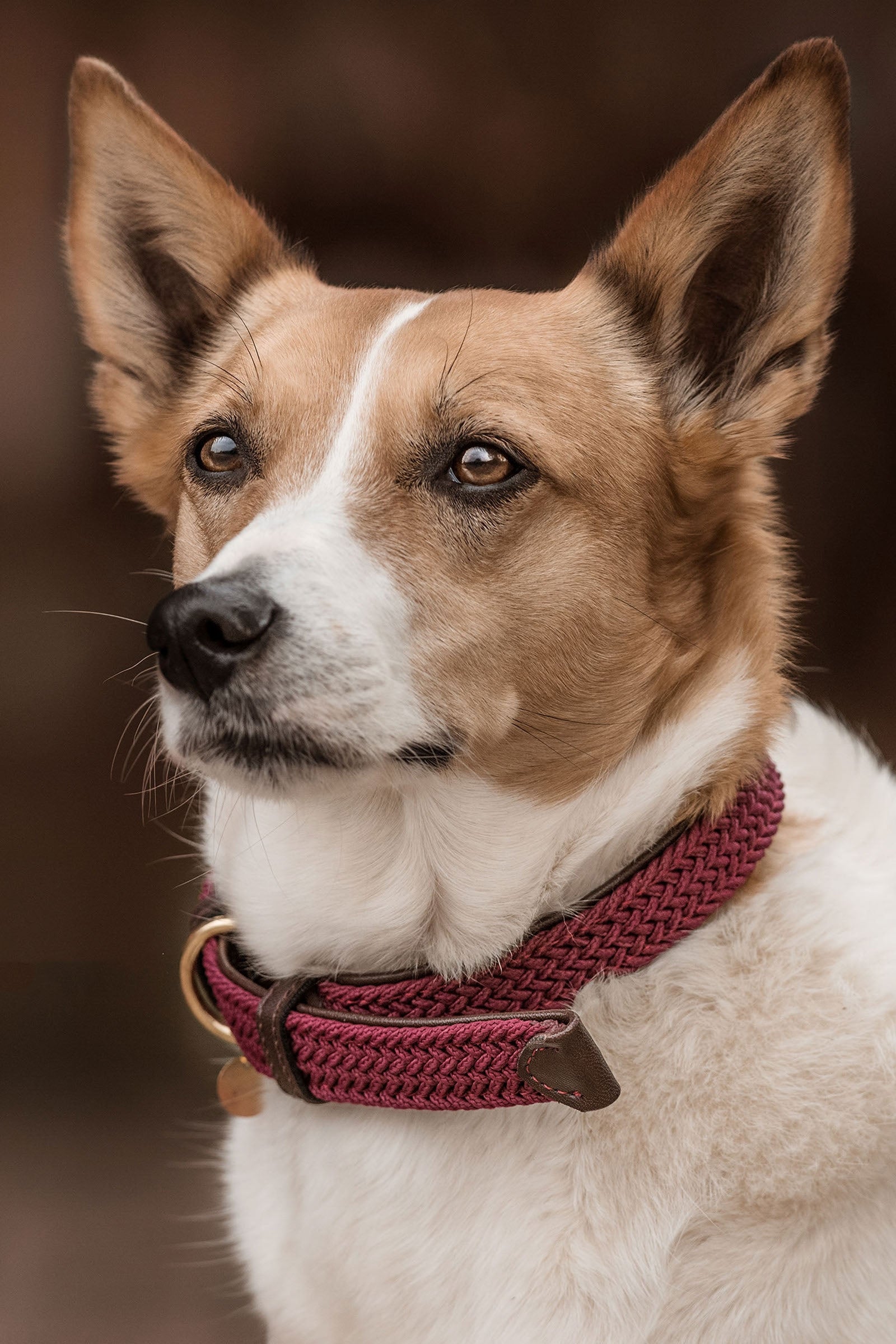 Kentucky Dogwear Gevlochten Nylon Hondenhalsband Hond