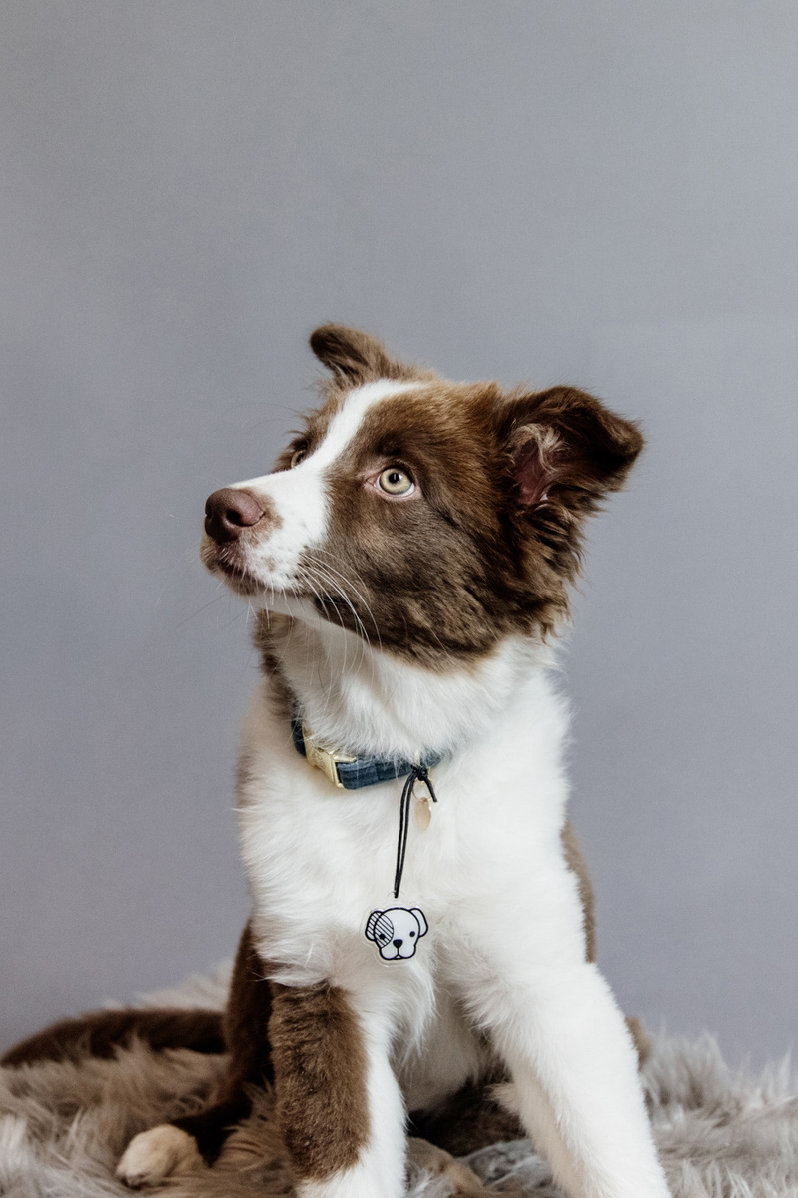 Kentucky Dogwear Dog Collar Velvet Dog Accesories