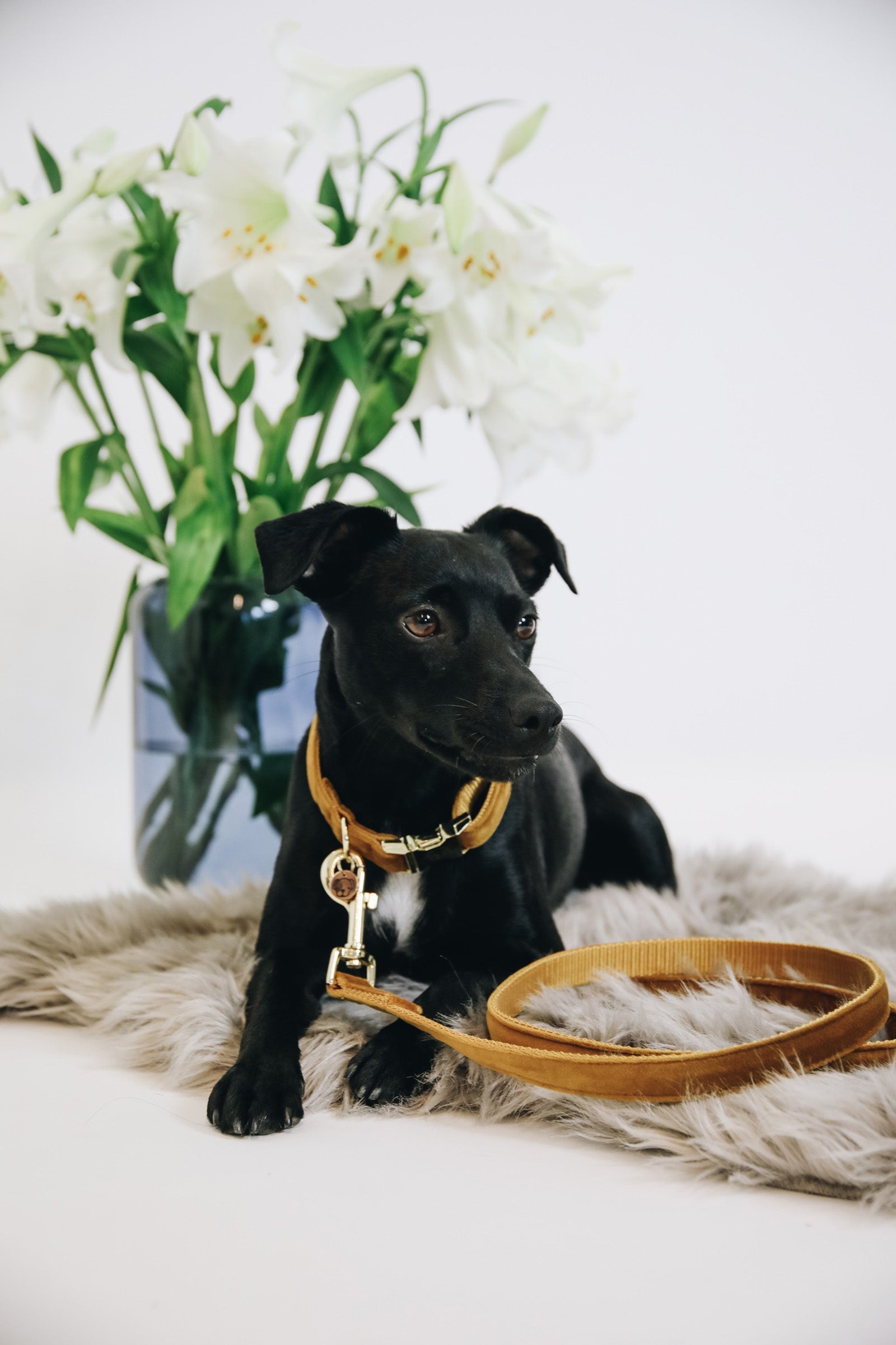 Kentucky Dogwear Dog Lead Velvet Dog Accesories