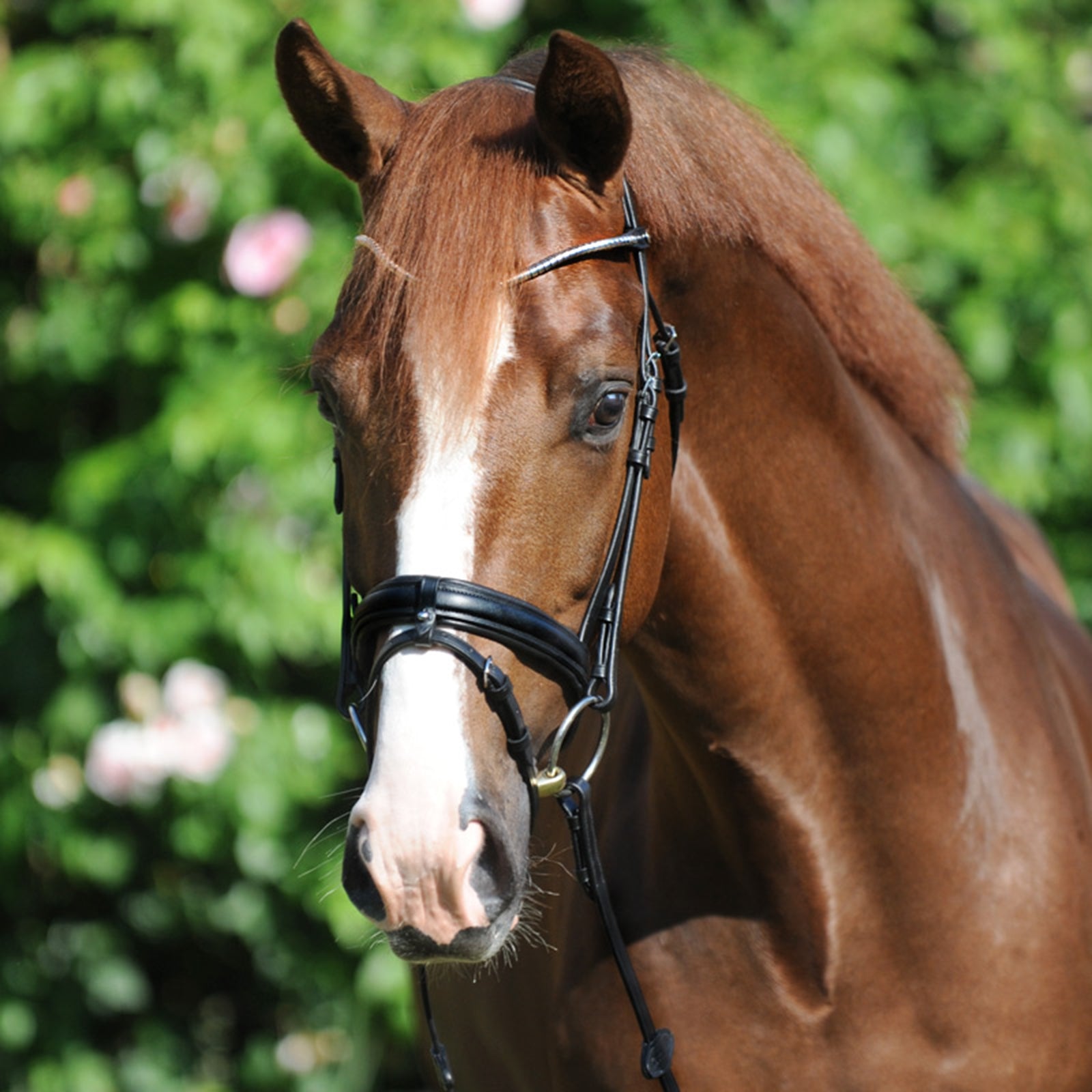 Kavalkade Clinchesse Bridle Hoofdstellen & Teugels