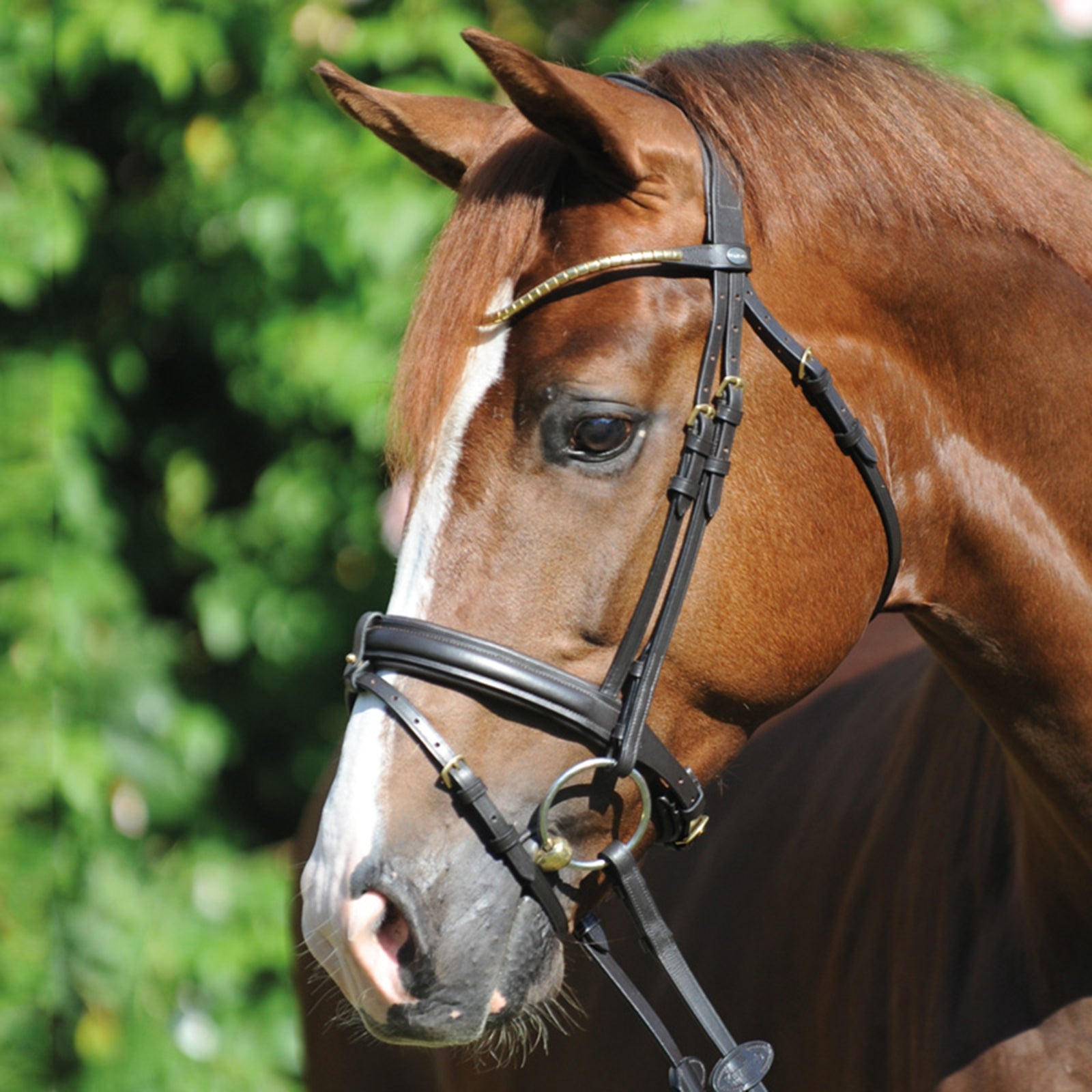 Kavalkade Clinchesse Bridle Hoofdstellen & Teugels