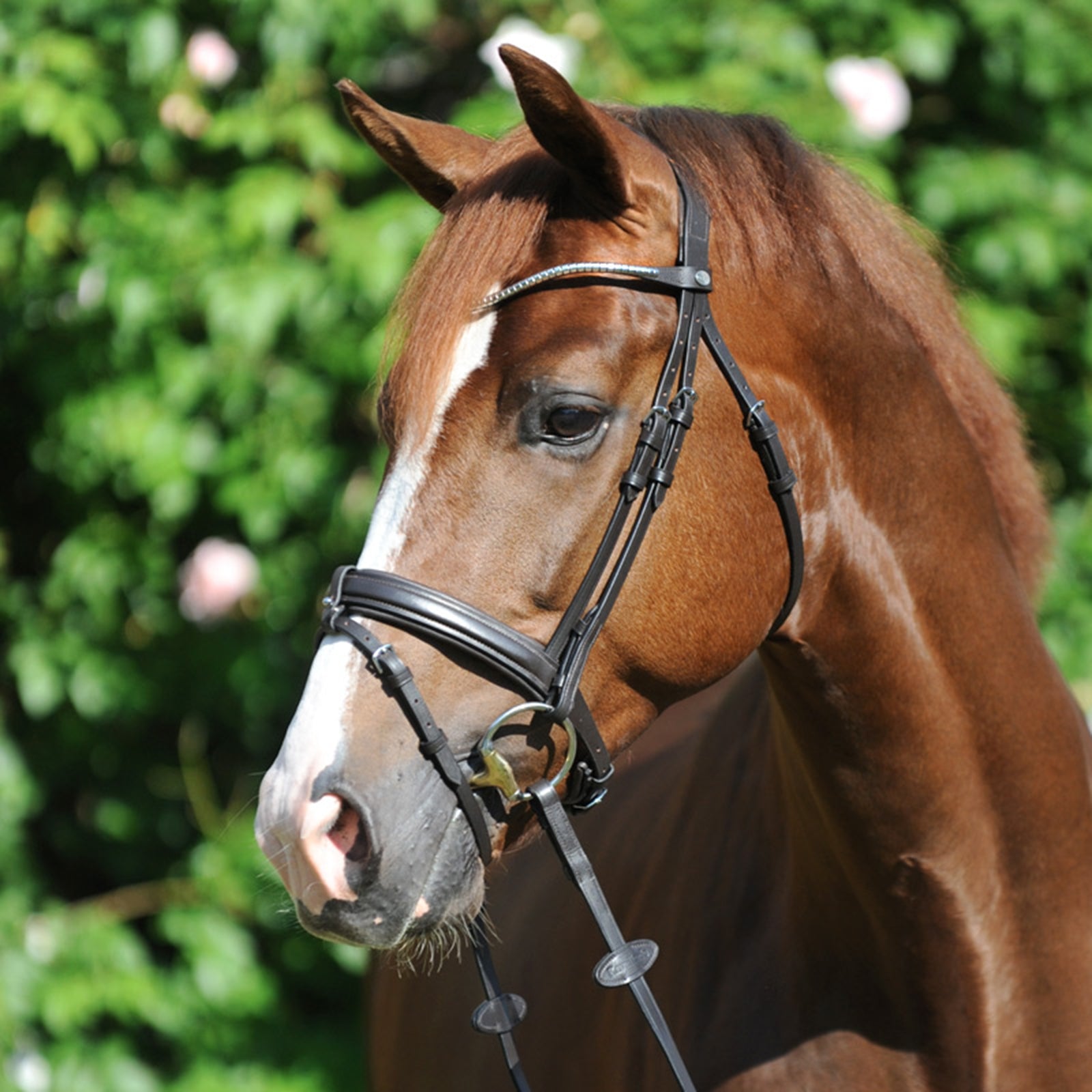 Kavalkade Clinchesse Bridle Hoofdstellen & Teugels