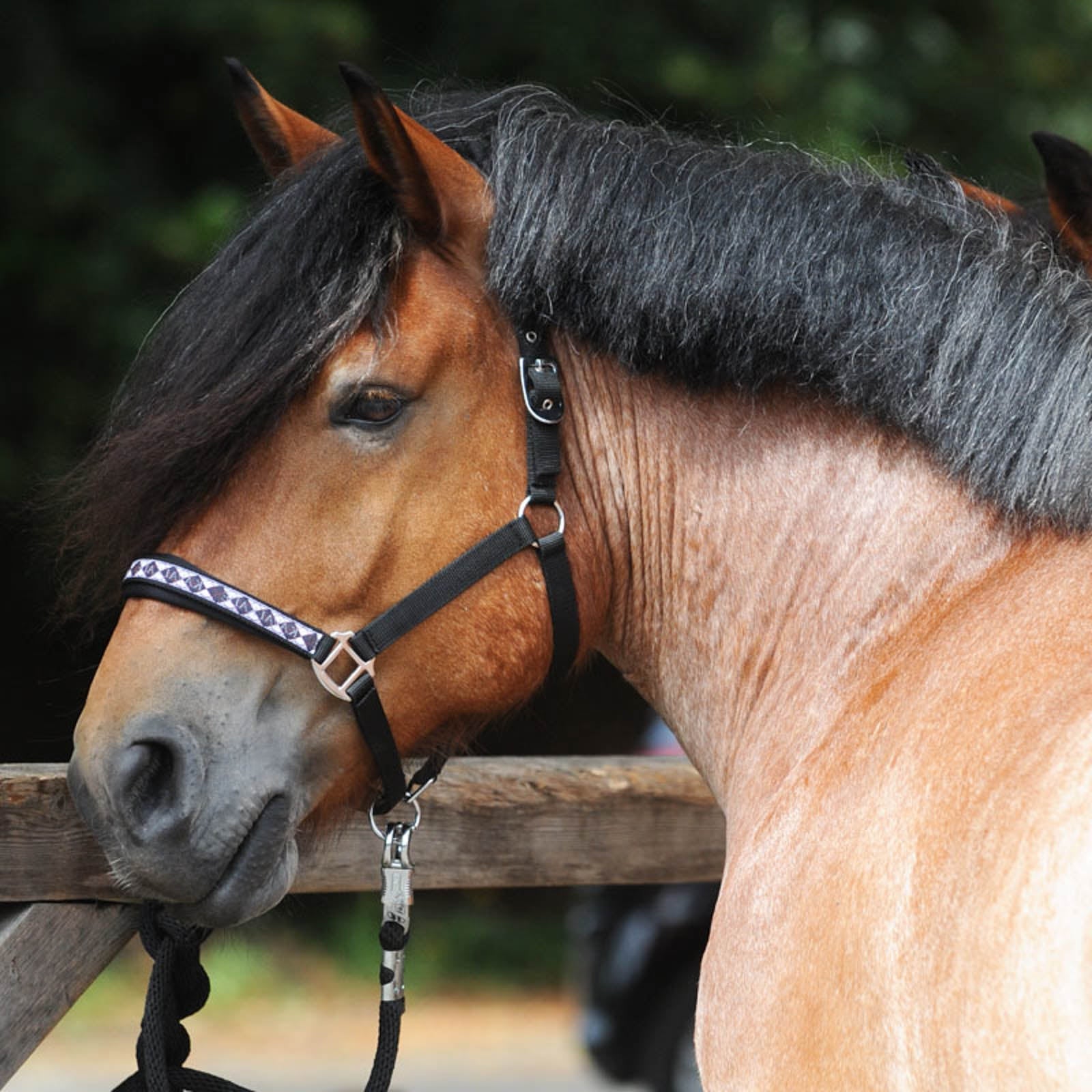 Kavalkade Classic Halster Halsters & Halstertouwen