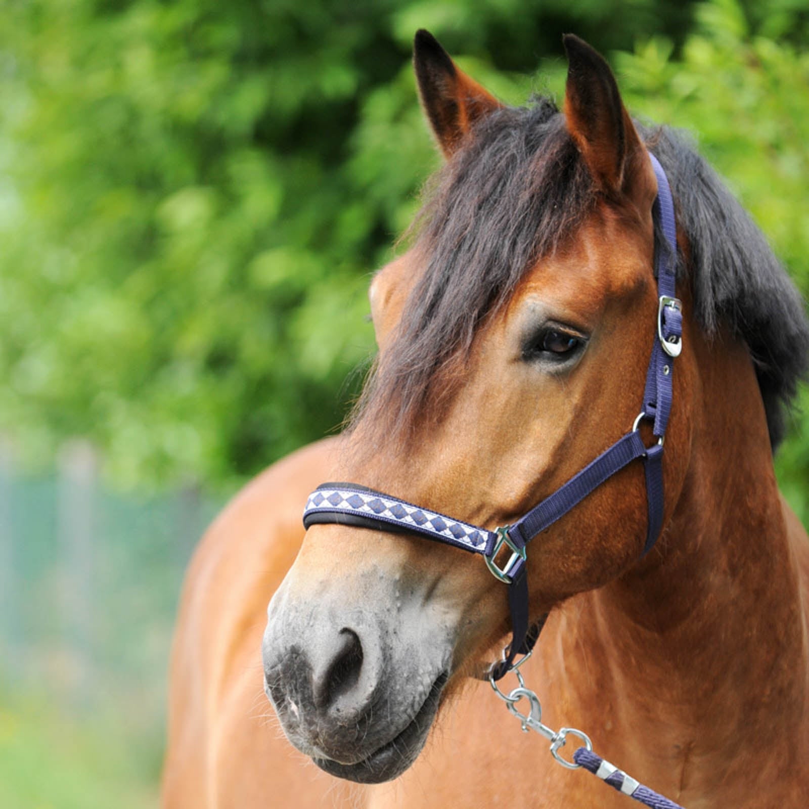 Kavalkade Draft Horse Classic Halster Halsters & Halstertouwen