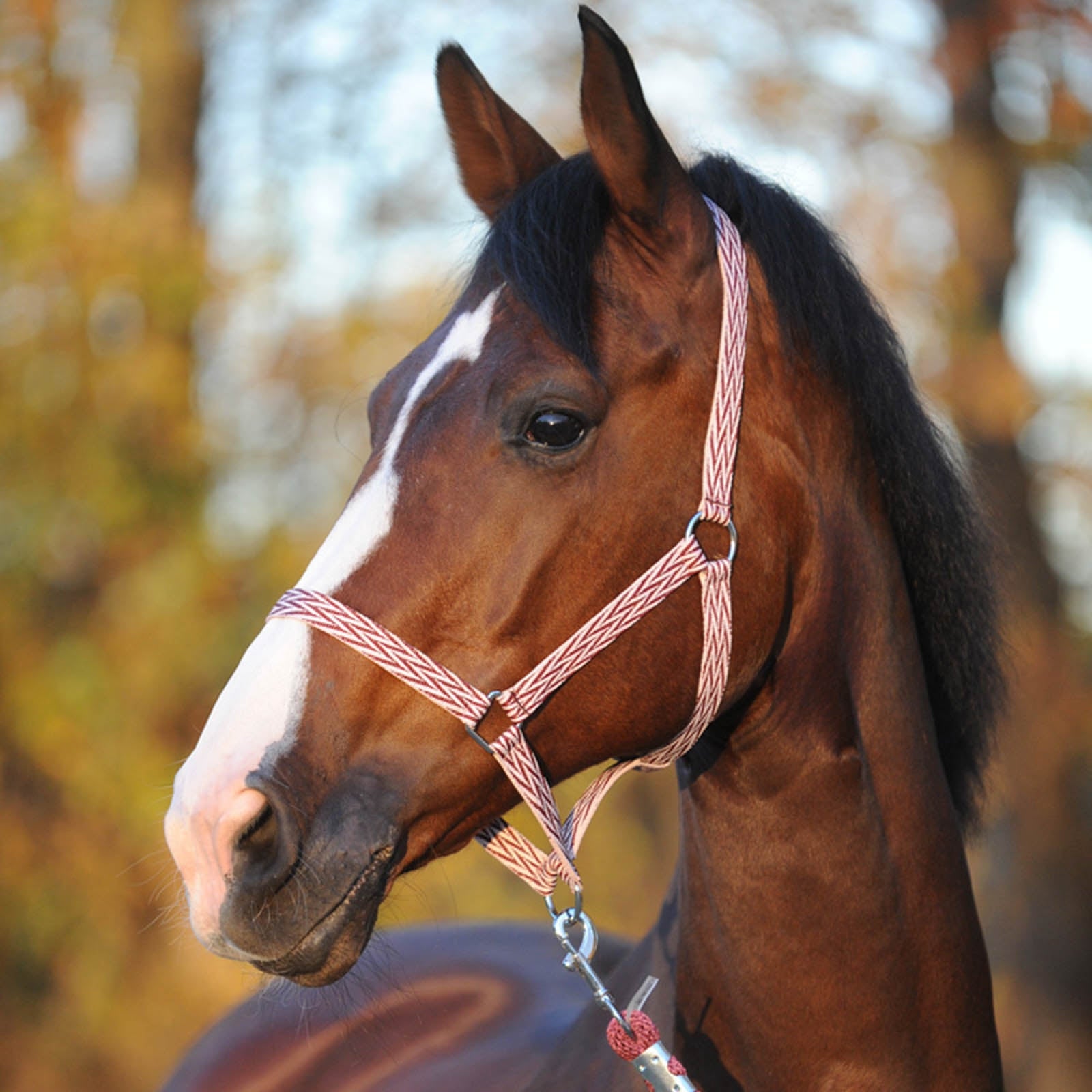 Kavalkade Simple Halter Halters & Leads