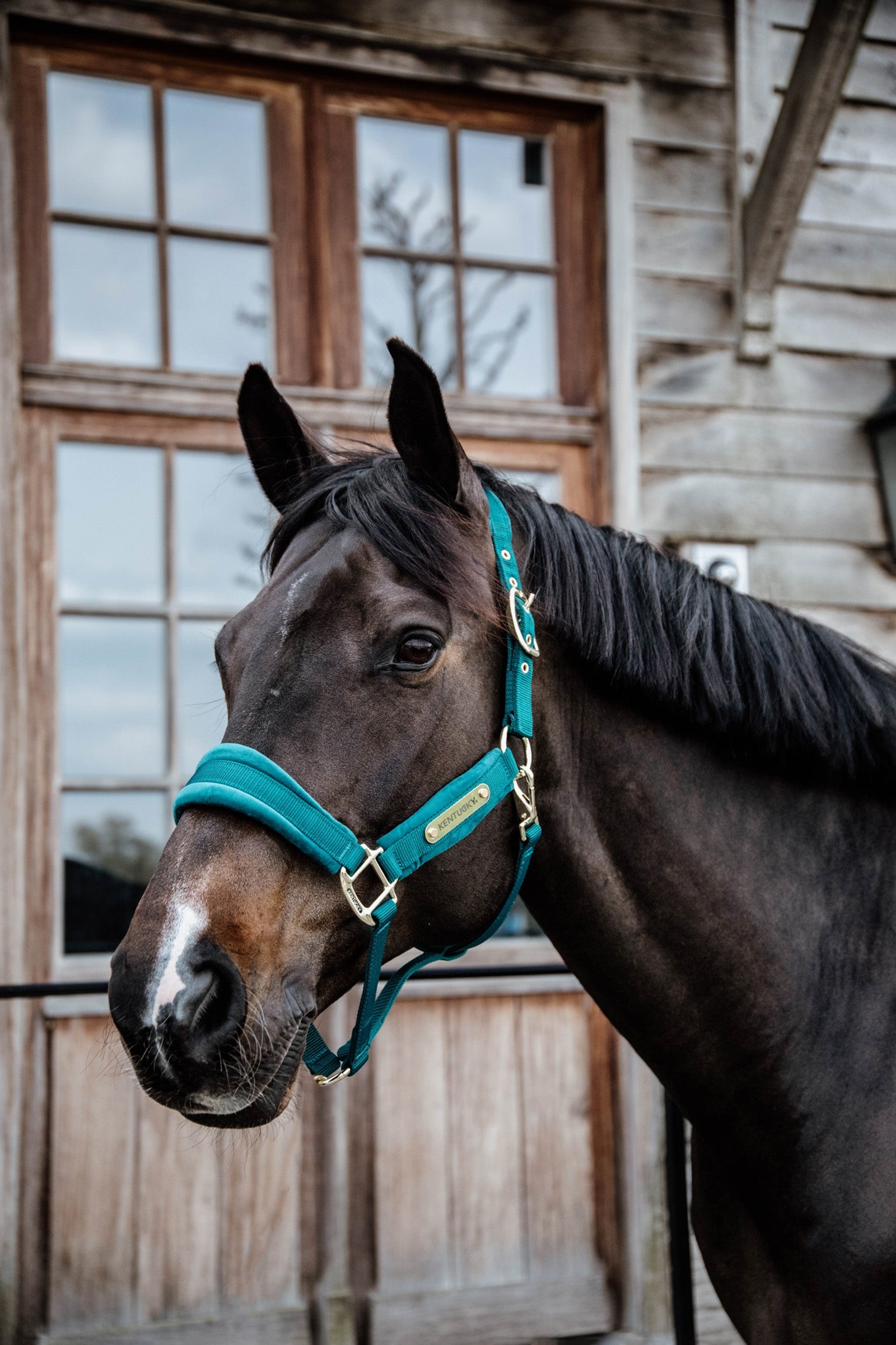 Kentucky Horsewear Velvet Halster Halsters & Halstertouwen