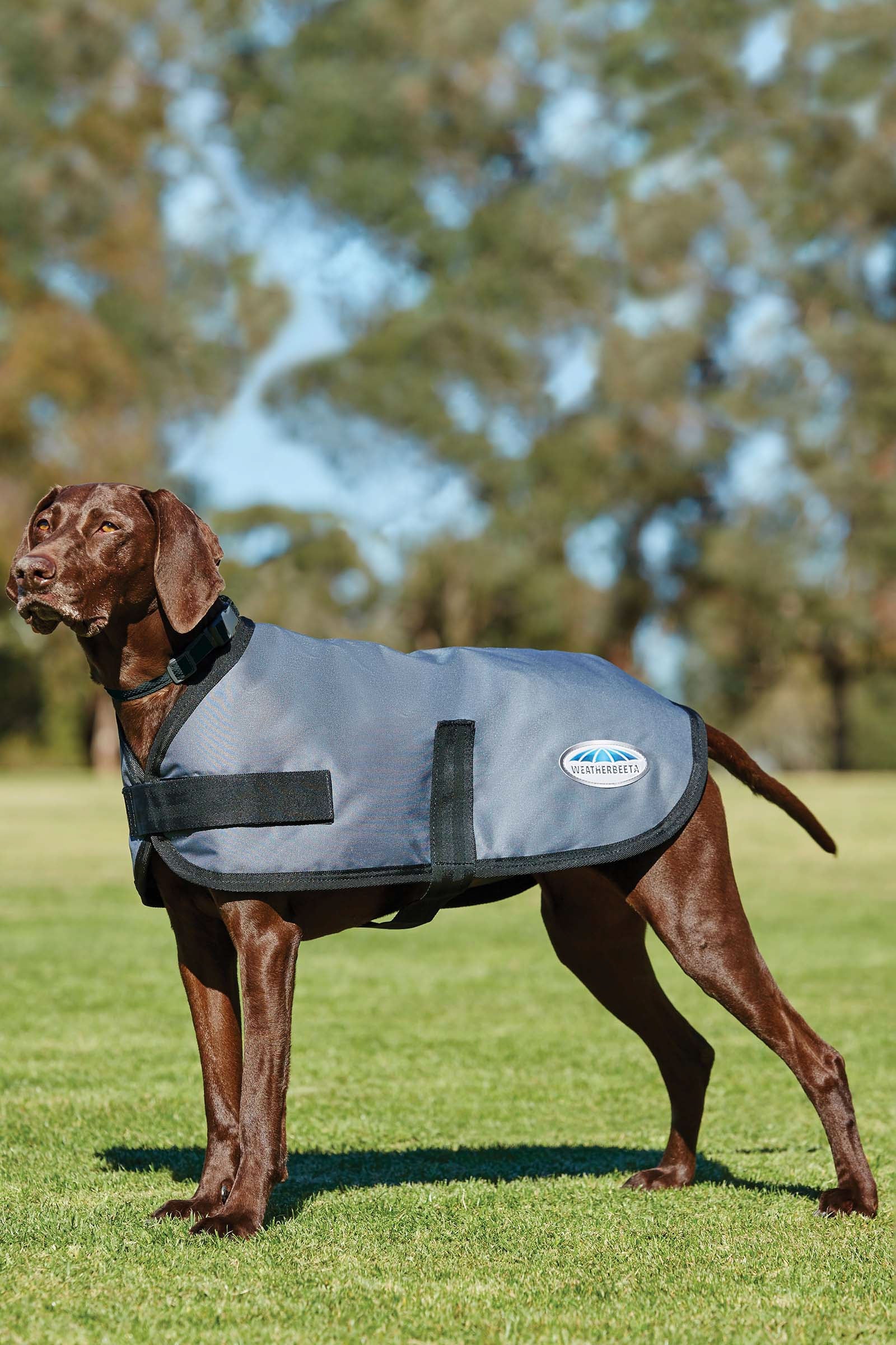 Weatherbeeta Comfitec Classic Dogcoat (25-40cm) Hond